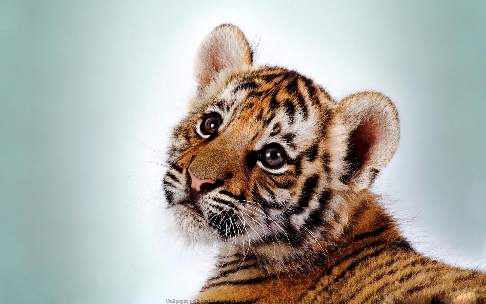 animals, tigers, cubs, feline - desktop wallpaper
