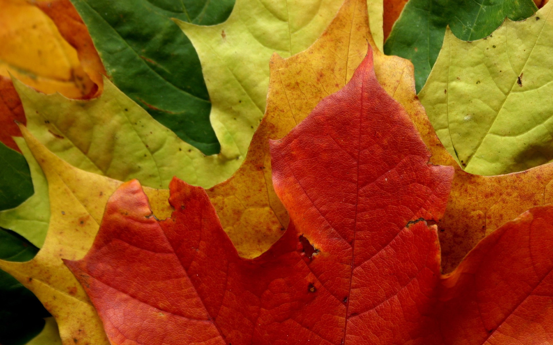 leaf, autumn - desktop wallpaper