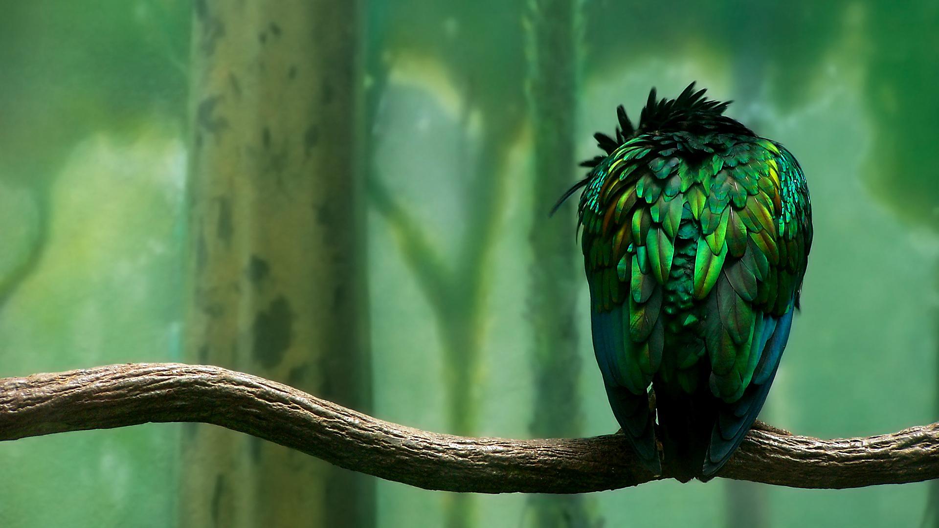 green, birds, duplicate - desktop wallpaper