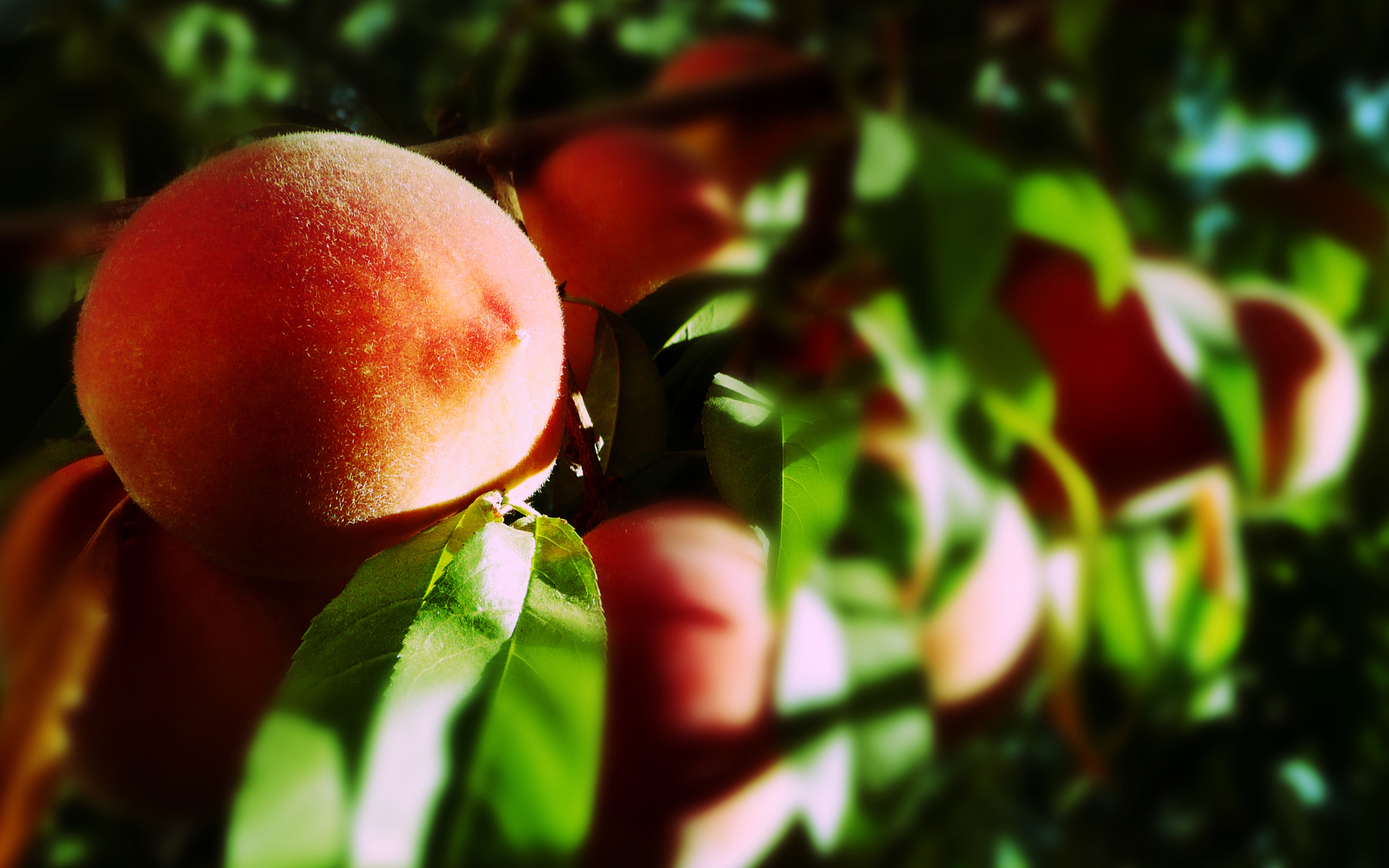 nature, fruits, peaches, fruit trees - desktop wallpaper