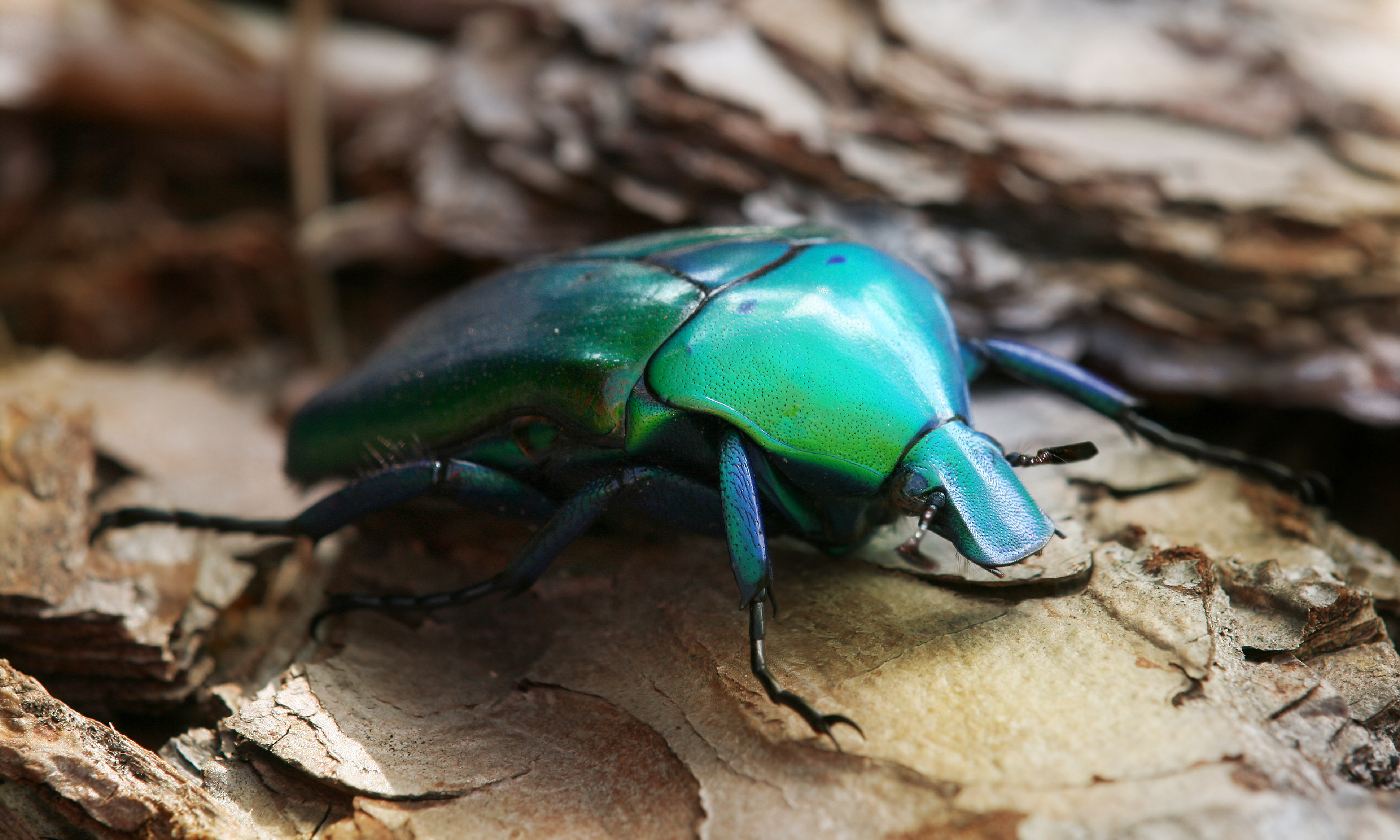 insects, beetles - desktop wallpaper