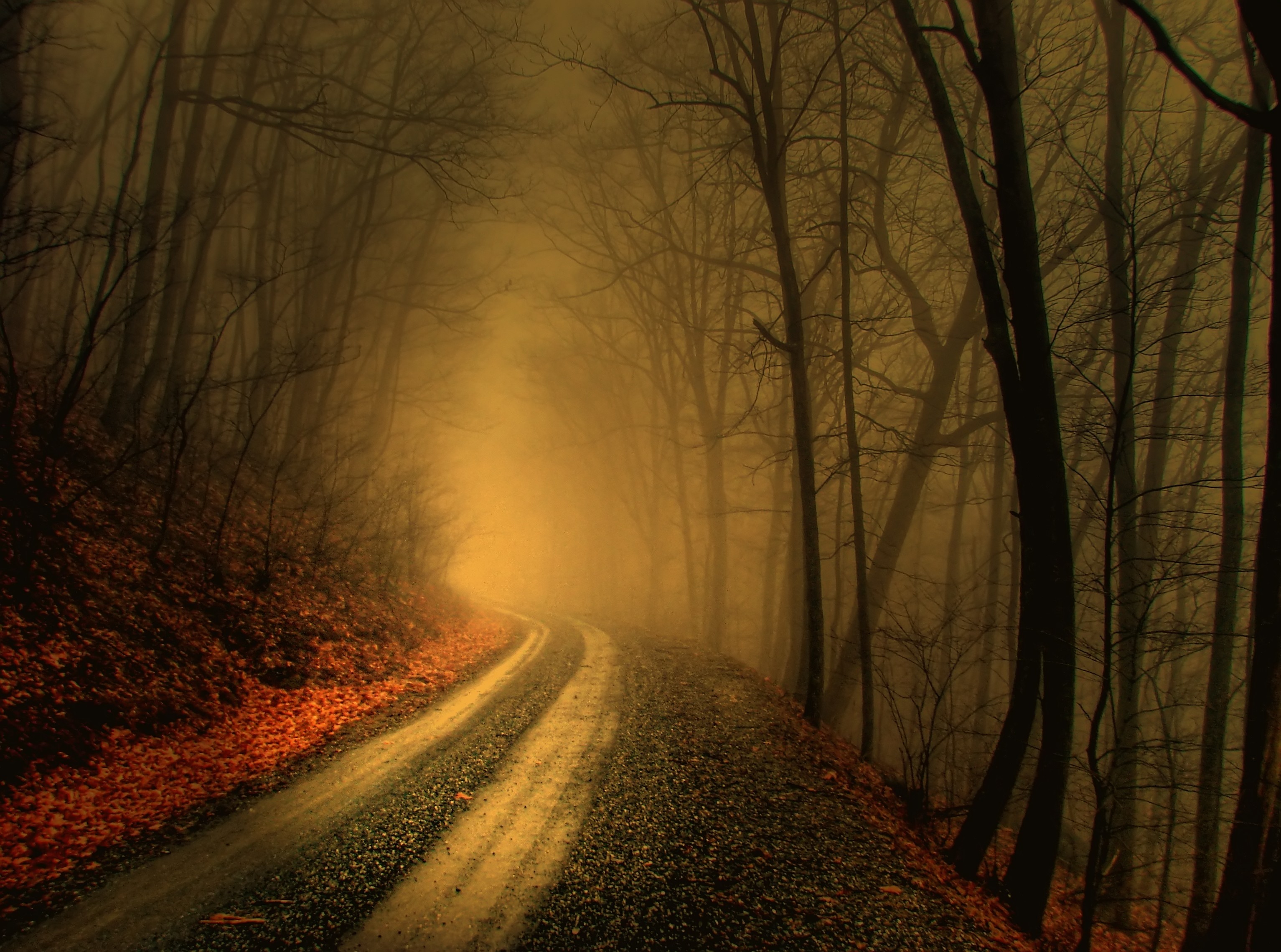 trees, autumn, forests, paths, fog, mist, roads - desktop wallpaper