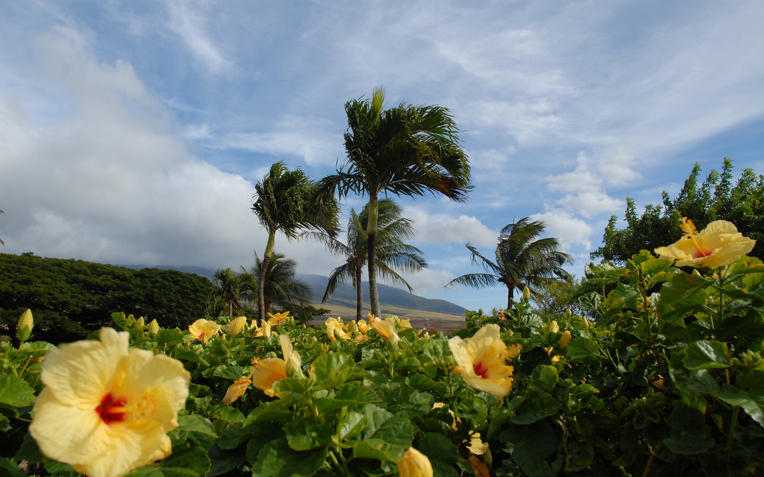 clouds, landscapes, nature, trees, planets, hibiscus, yellow flowers - desktop wallpaper