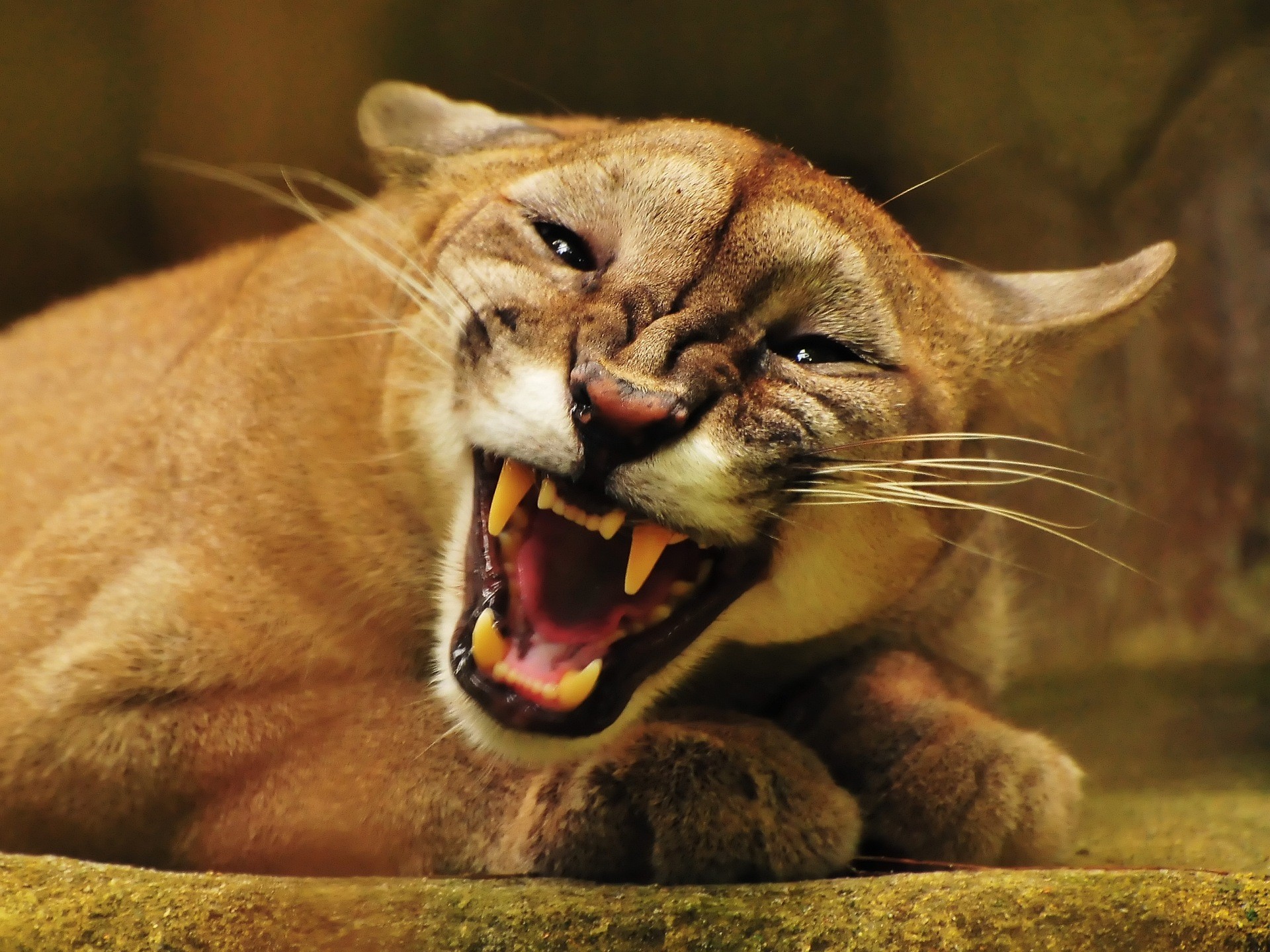 animals, puma, mountain lions - desktop wallpaper