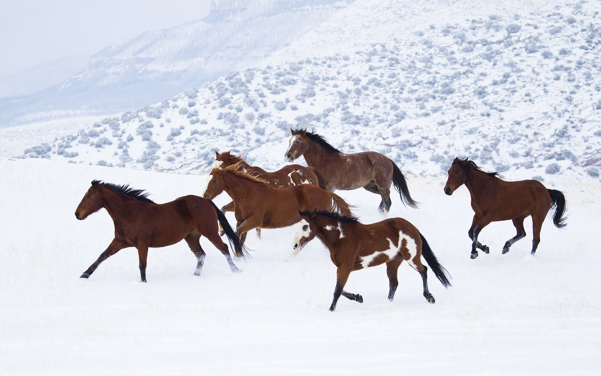 snow, animals, horses - desktop wallpaper