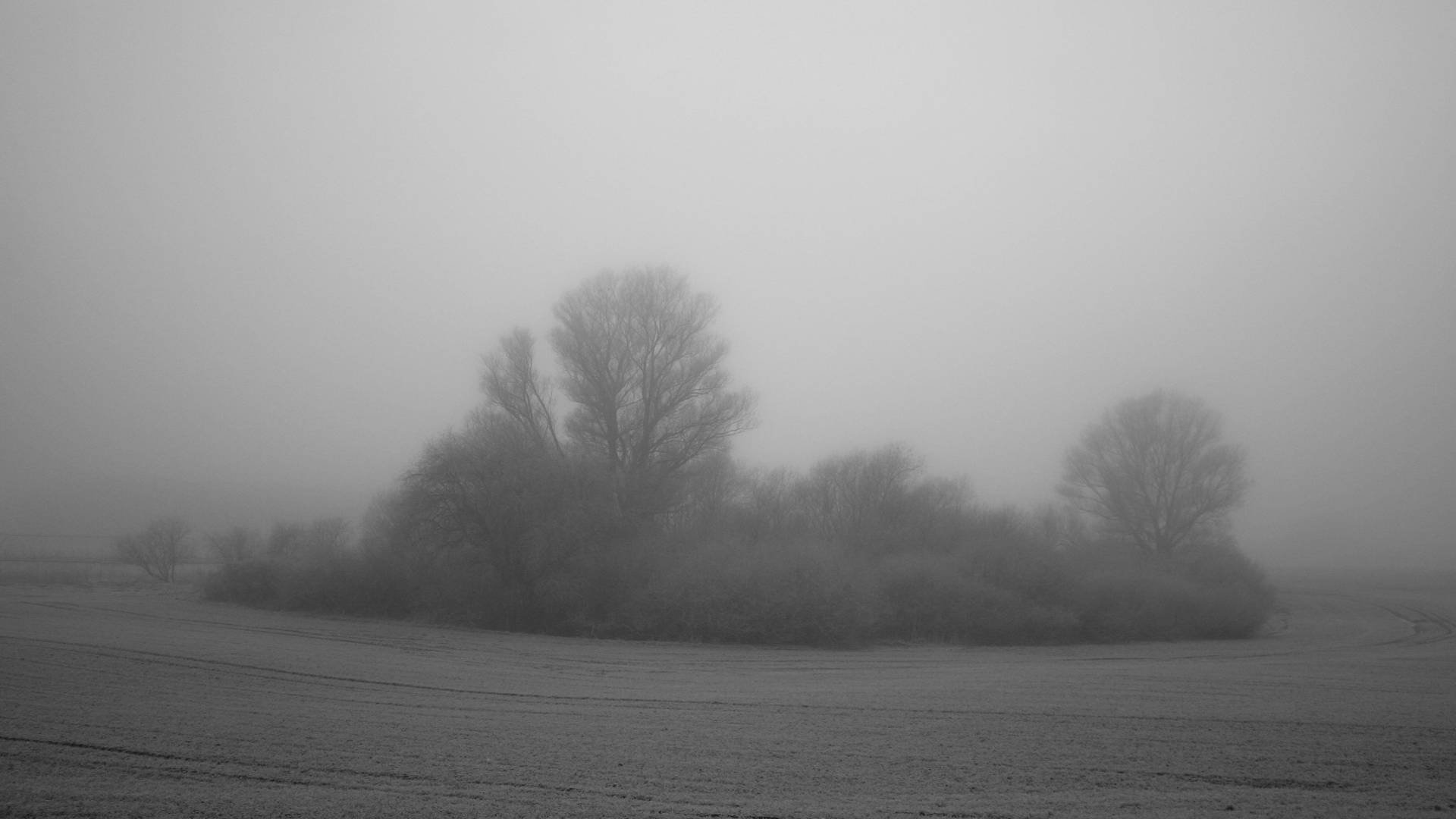 trees, gray, fog, bushes - desktop wallpaper