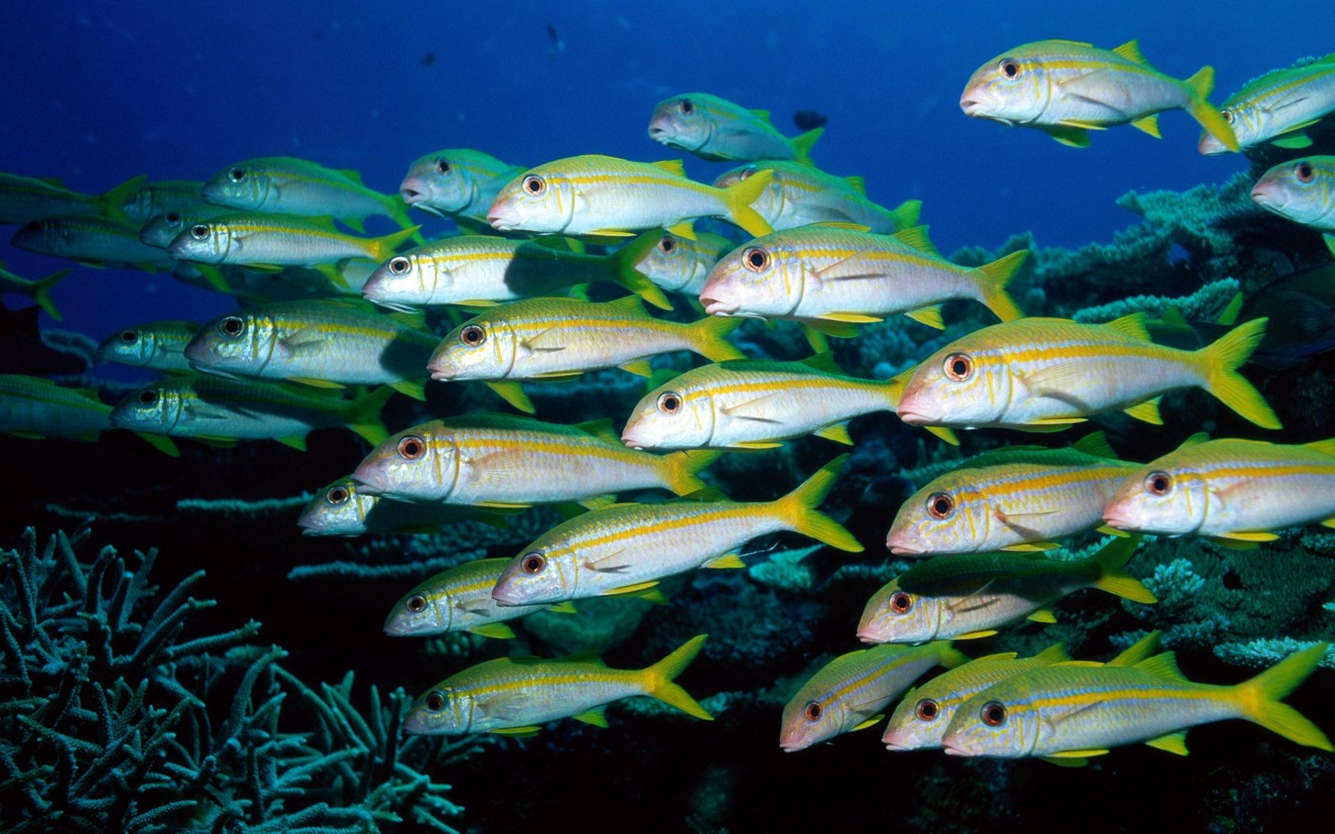 fish, sea - desktop wallpaper