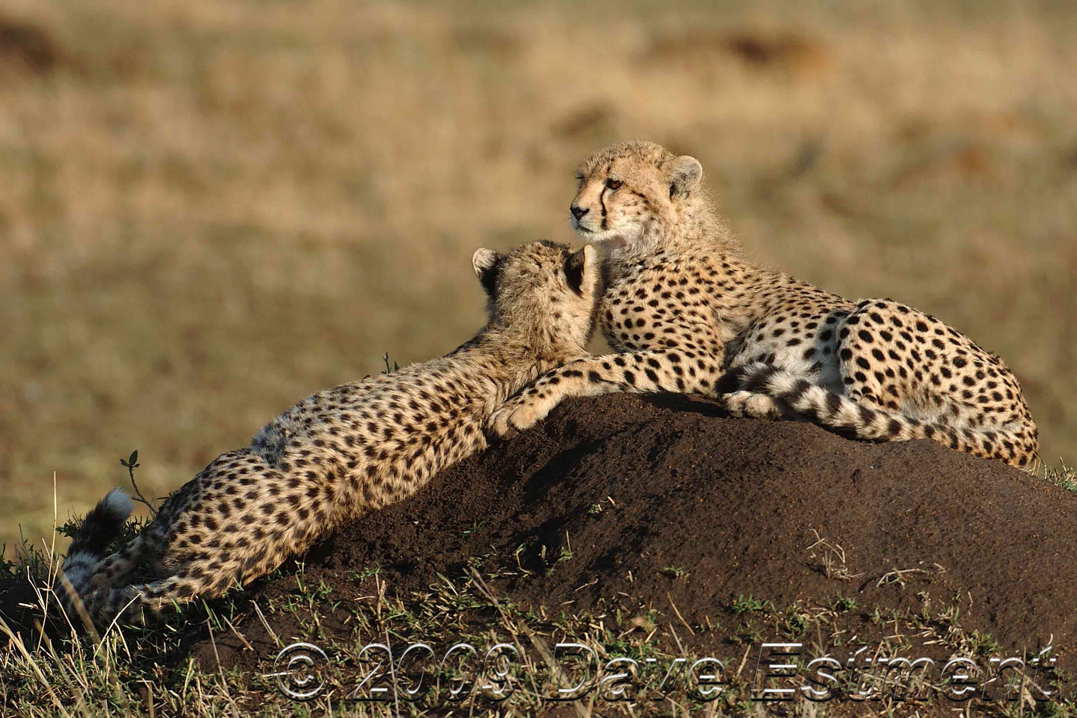 nature, animals, cheetahs, wild cats - desktop wallpaper