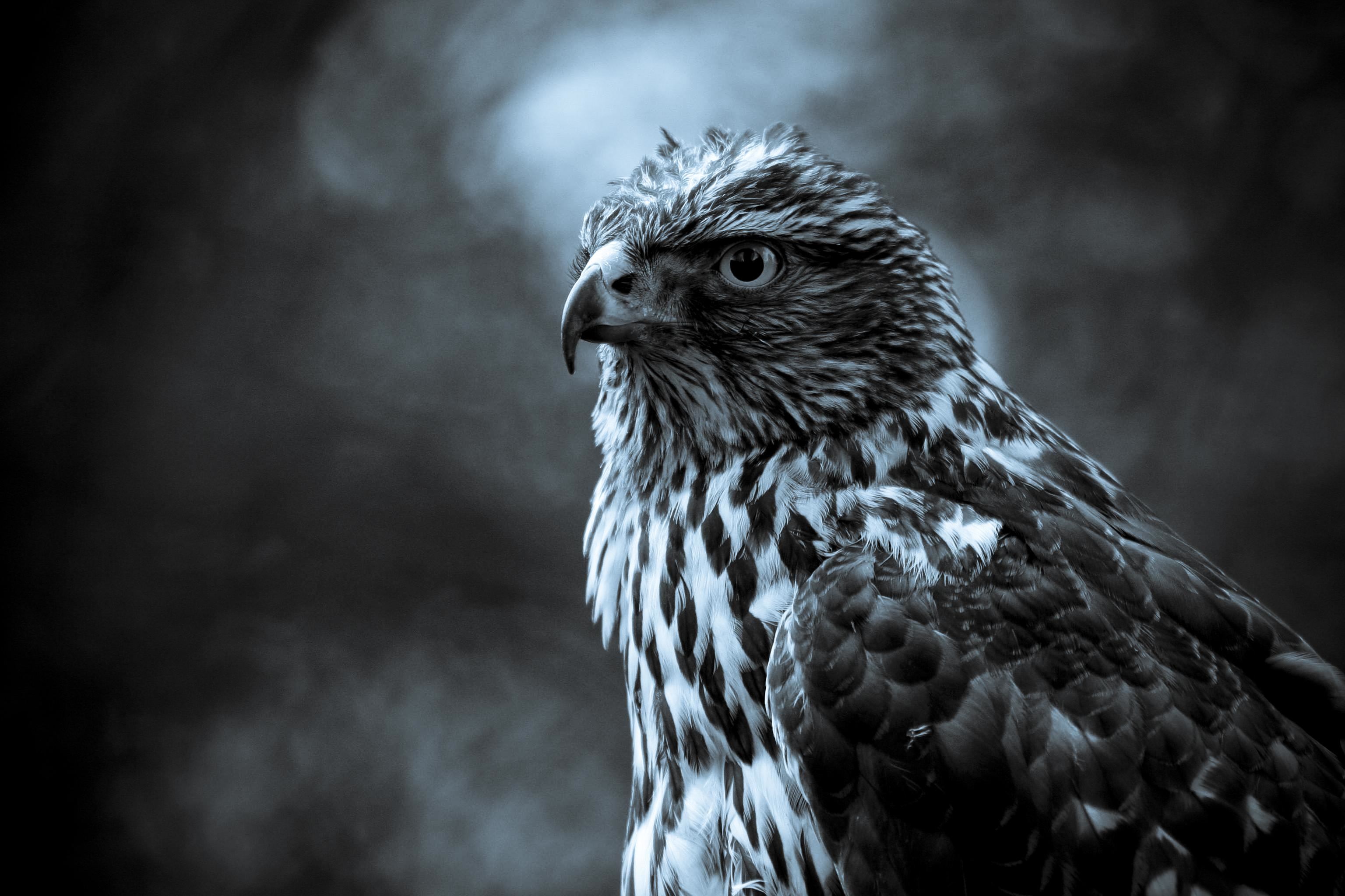 eagles - desktop wallpaper