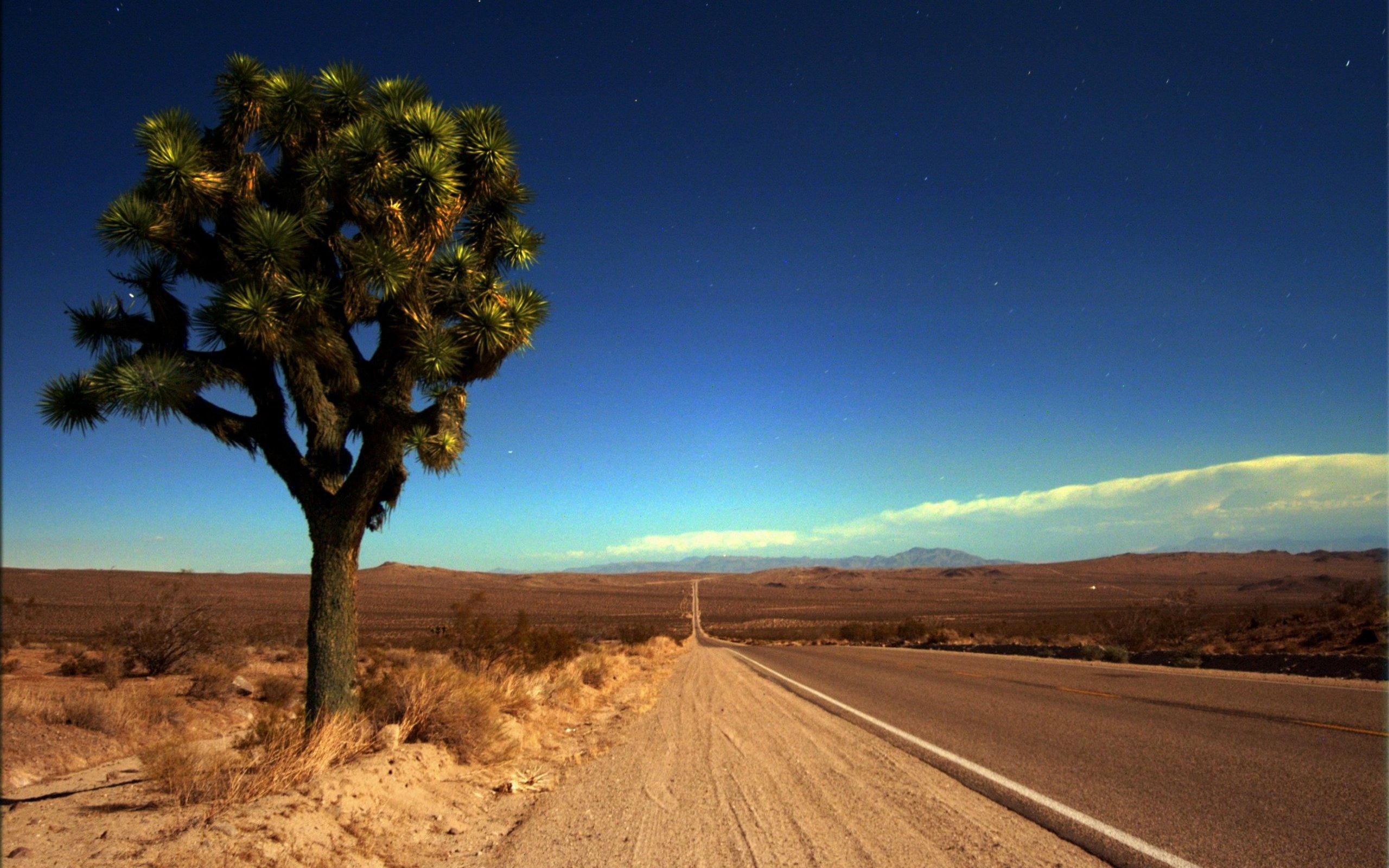 trees, deserts, roads, joshua tree - desktop wallpaper