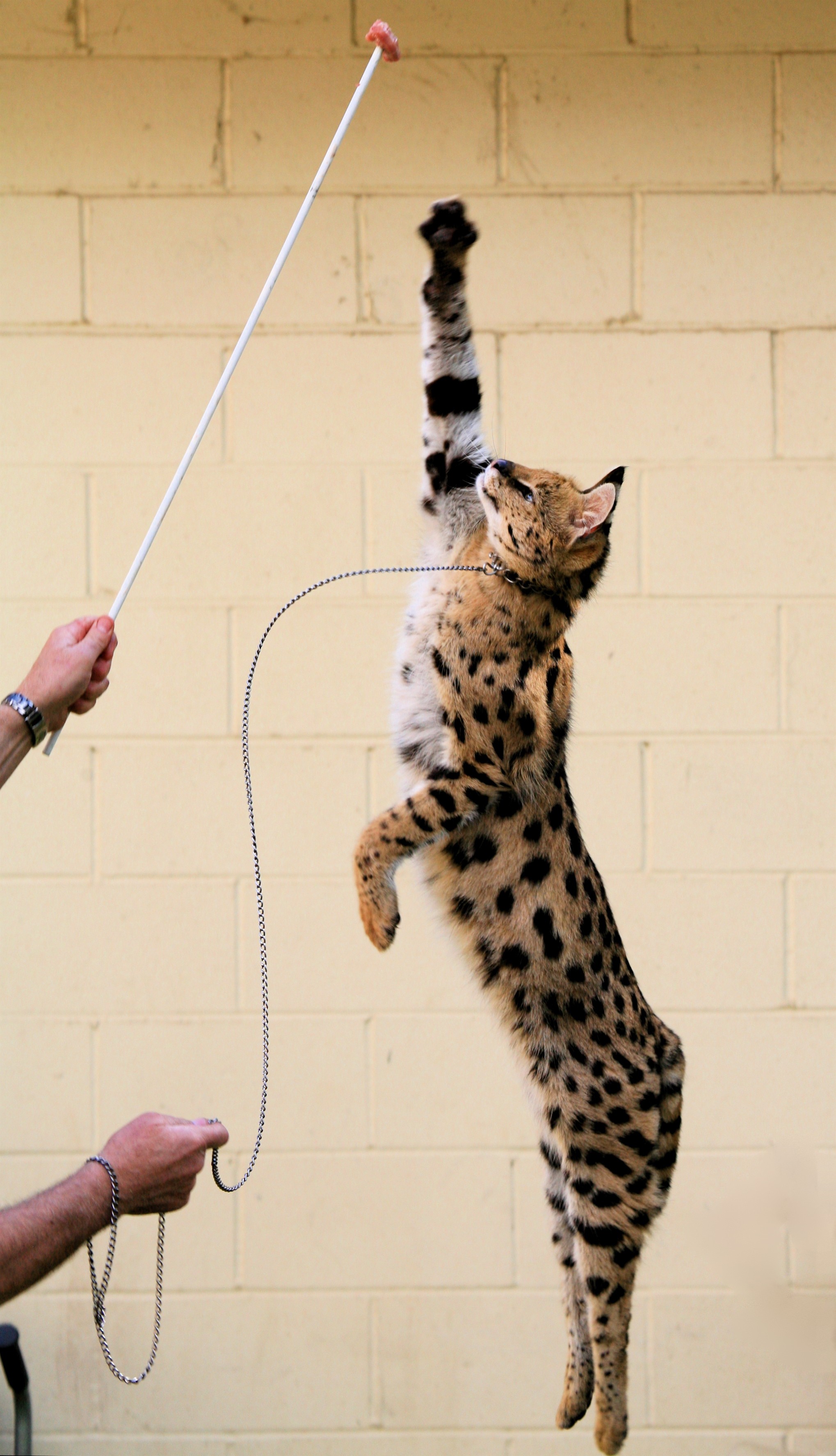 animals, jumping, collar, leash, serval - desktop wallpaper