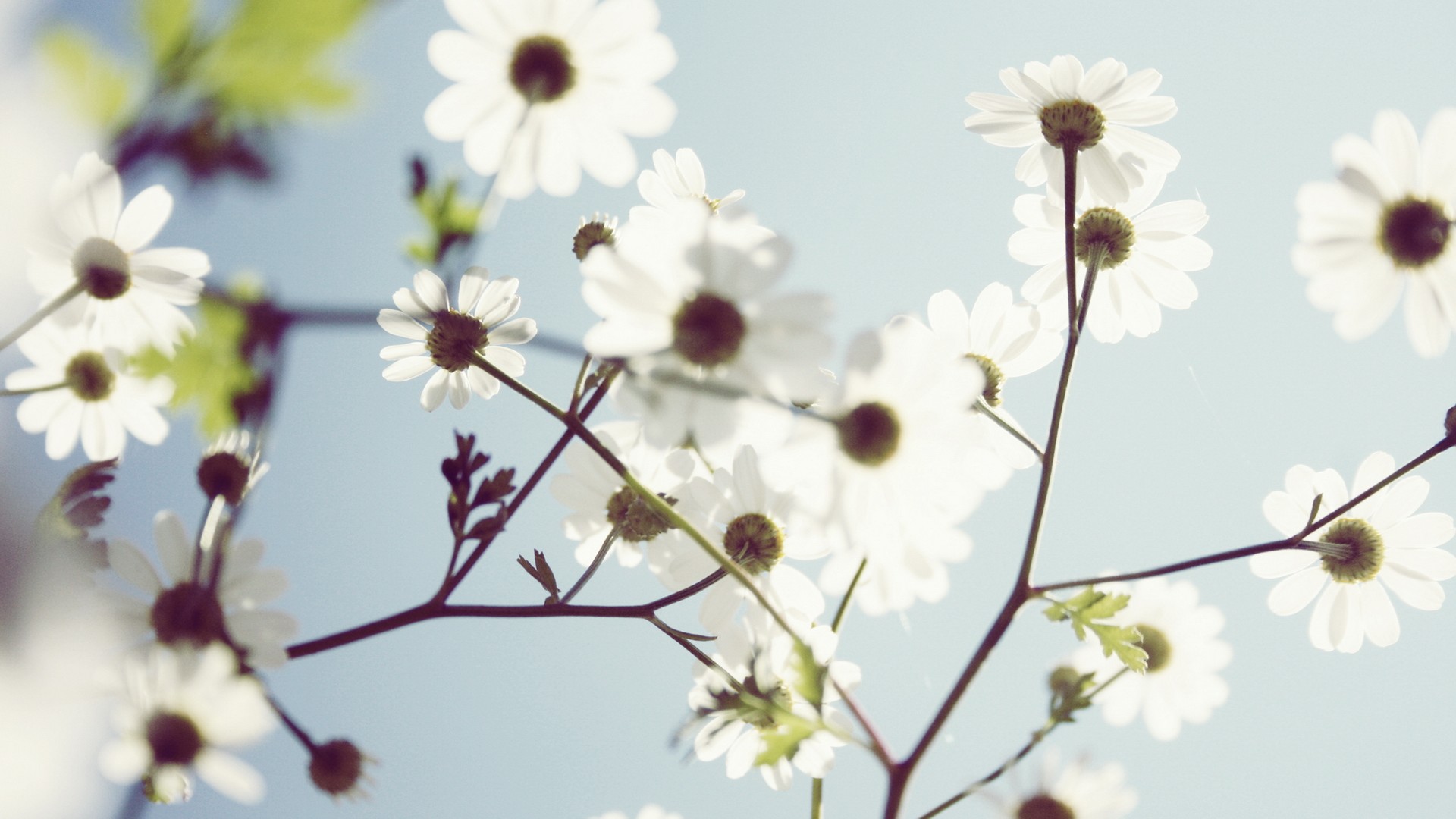 nature, flowers, white flowers - desktop wallpaper