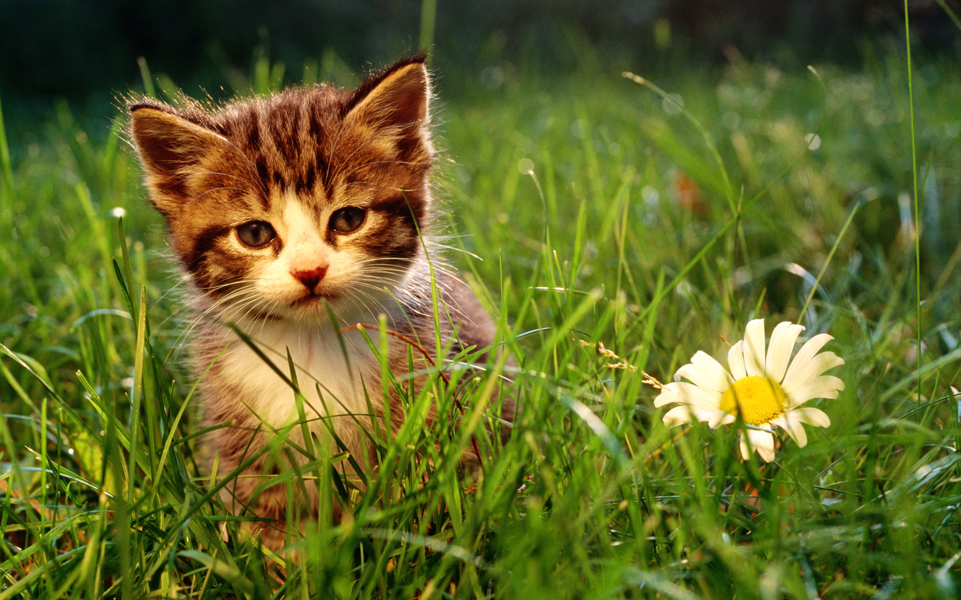 nature, flowers, cats, animals, grass, kittens - desktop wallpaper