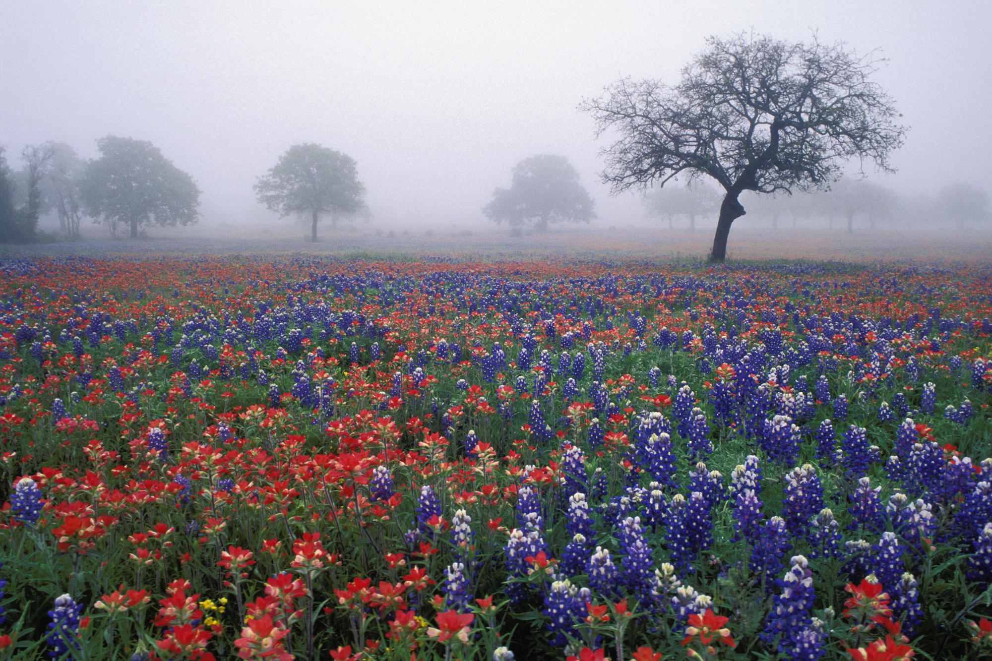 trees, flowers, fields, mist, oak, red flowers, blue flowers, Bluebonnet - desktop wallpaper