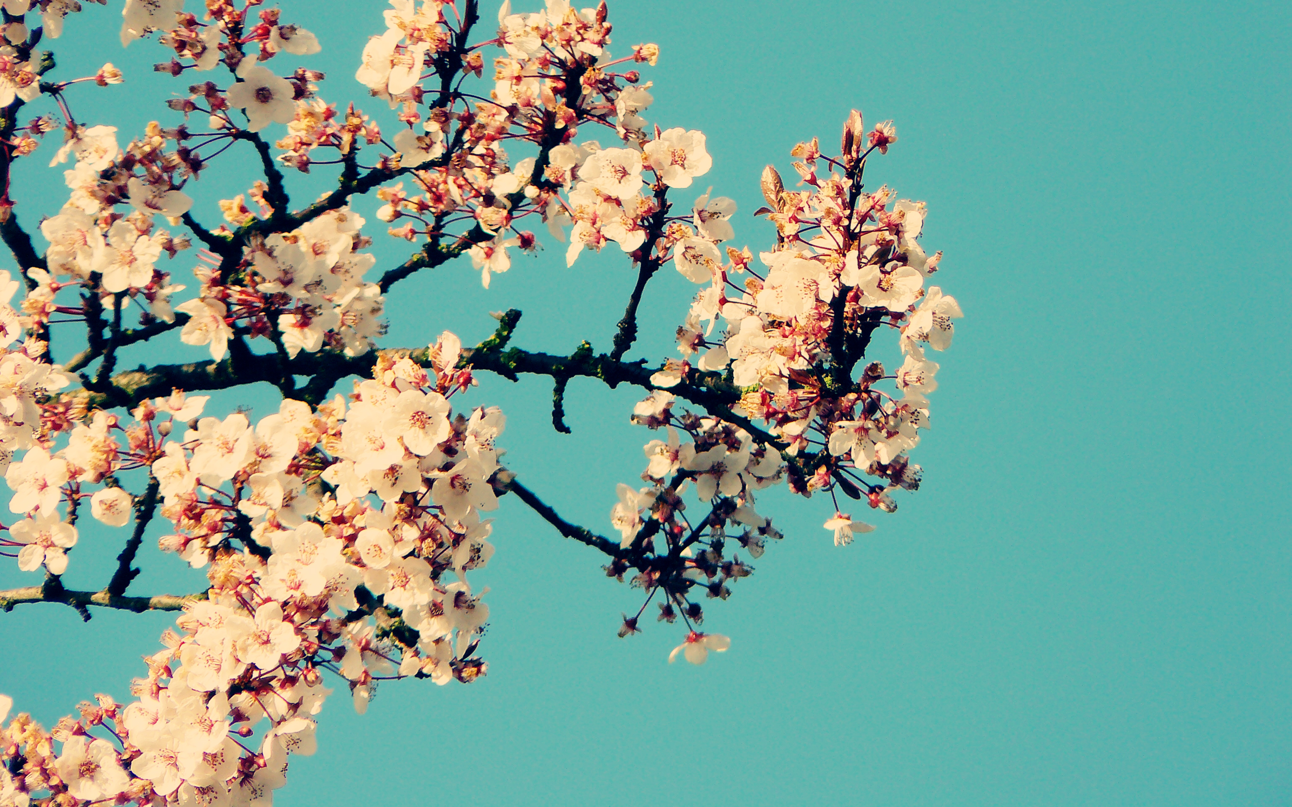 flowers, Magnolia - desktop wallpaper