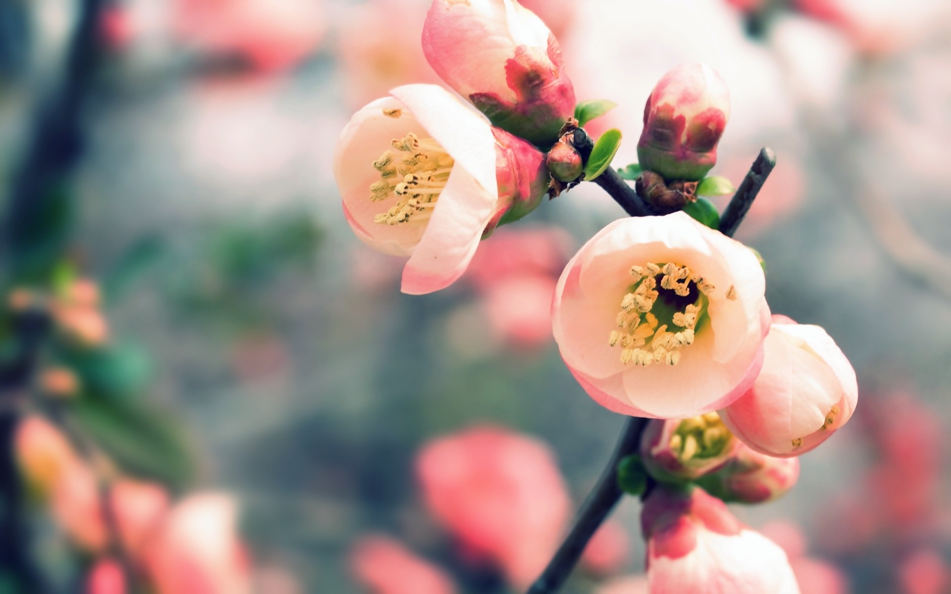 nature, cherry blossoms, flowers, spring, blossoms, macro, depth of field, blurred - desktop wallpaper