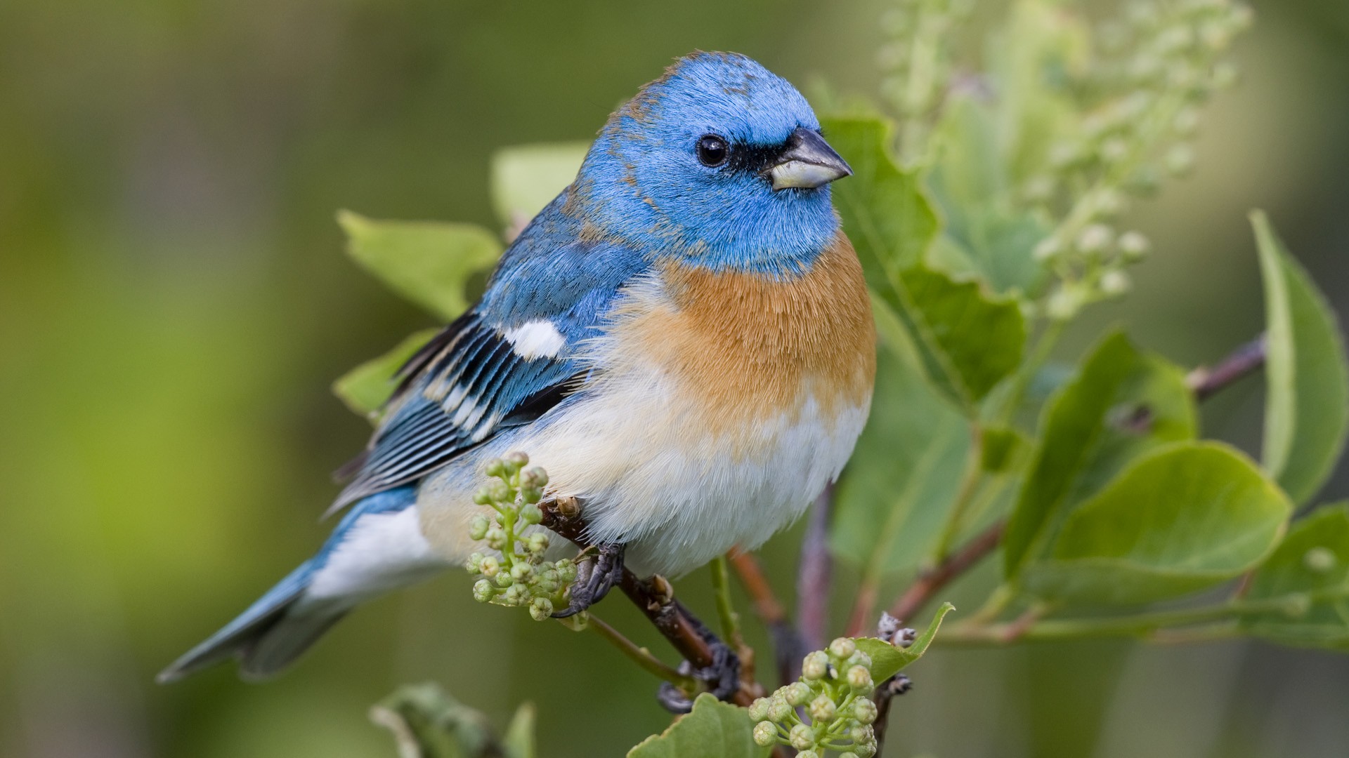 birds, Montana, Lazuli Bunting - desktop wallpaper
