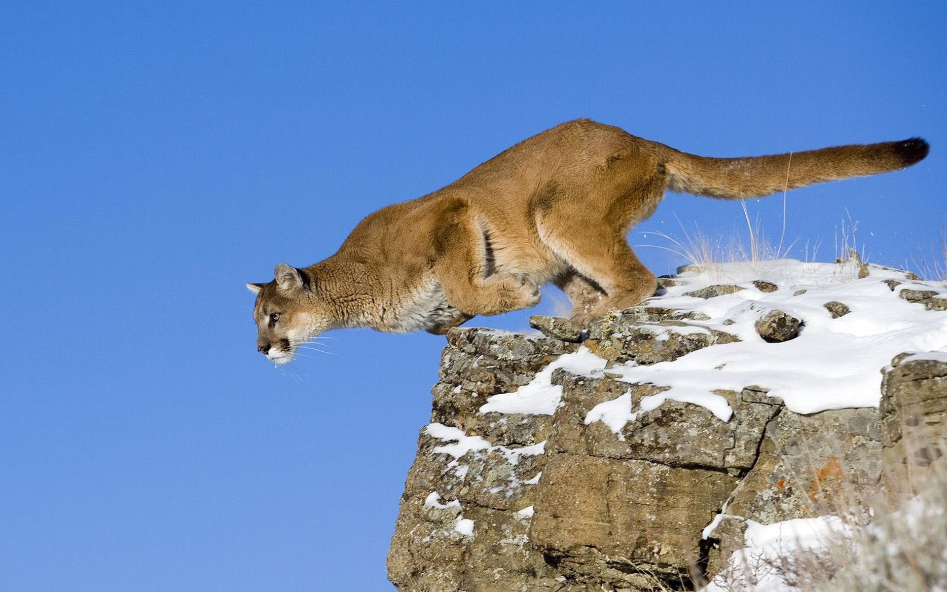 animals, jumping, puma, feline, cougars - desktop wallpaper