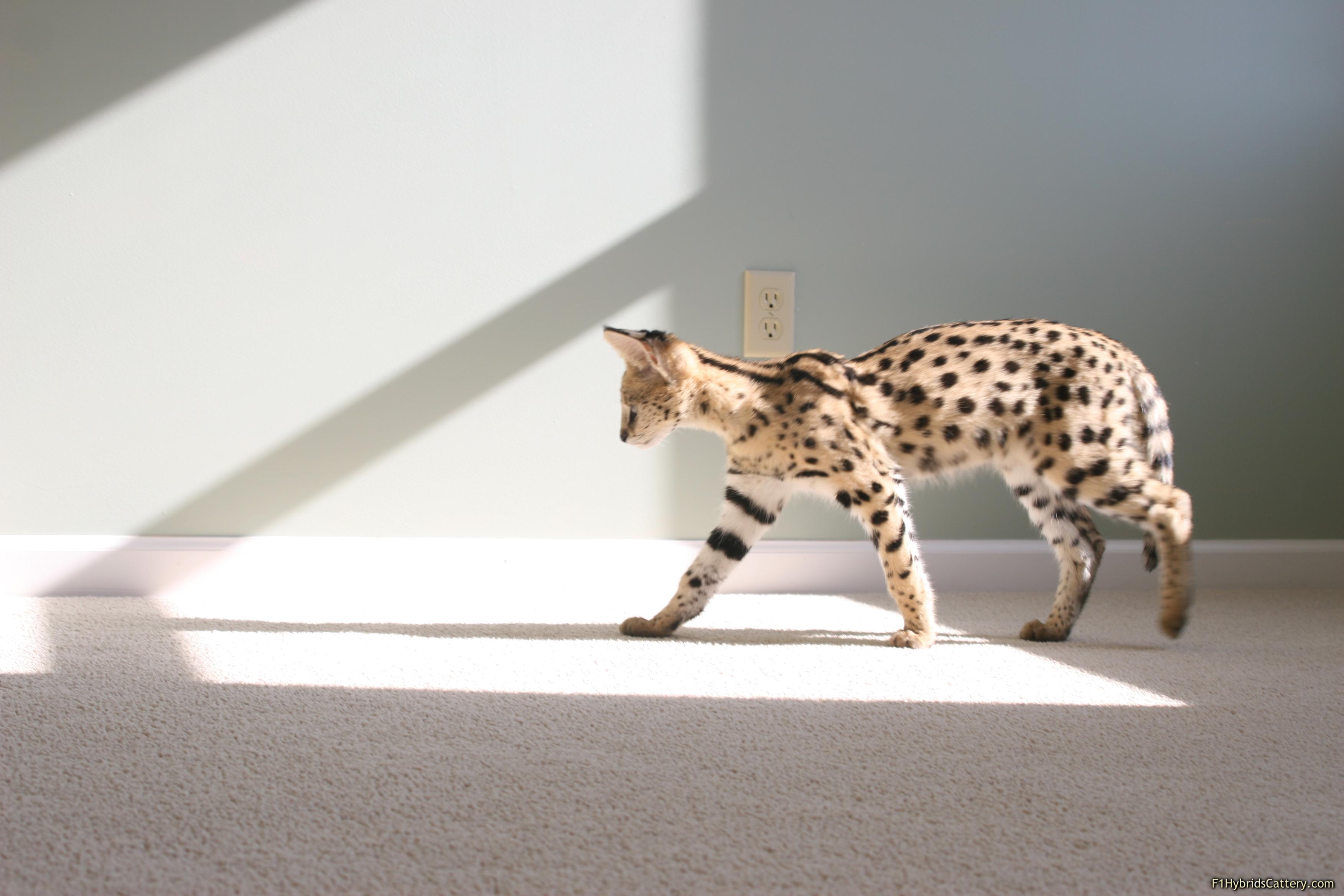 indoors, animals, sunlight, carpet, serval, wildcat - desktop wallpaper