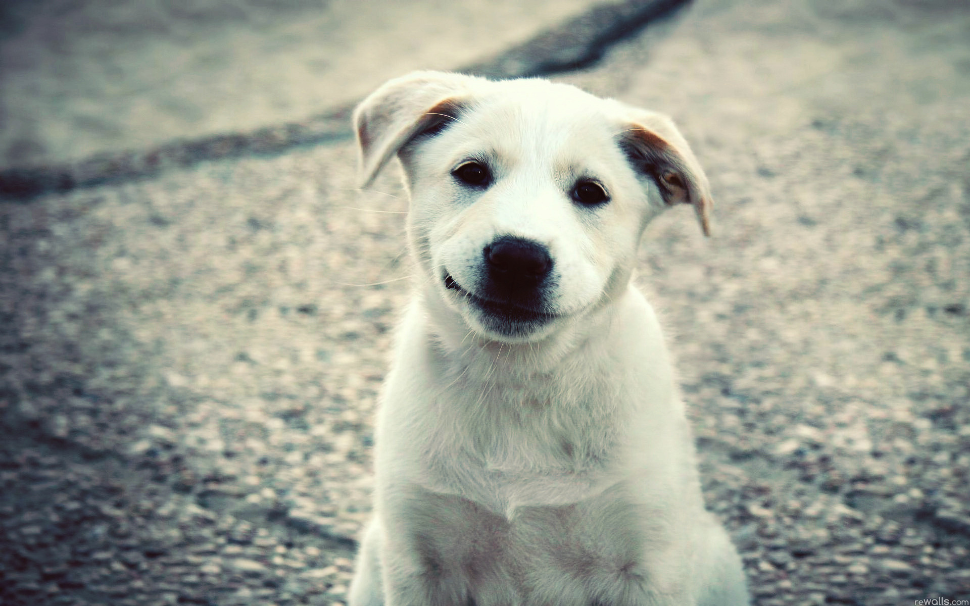 animals, dogs, puppies, smiling - desktop wallpaper