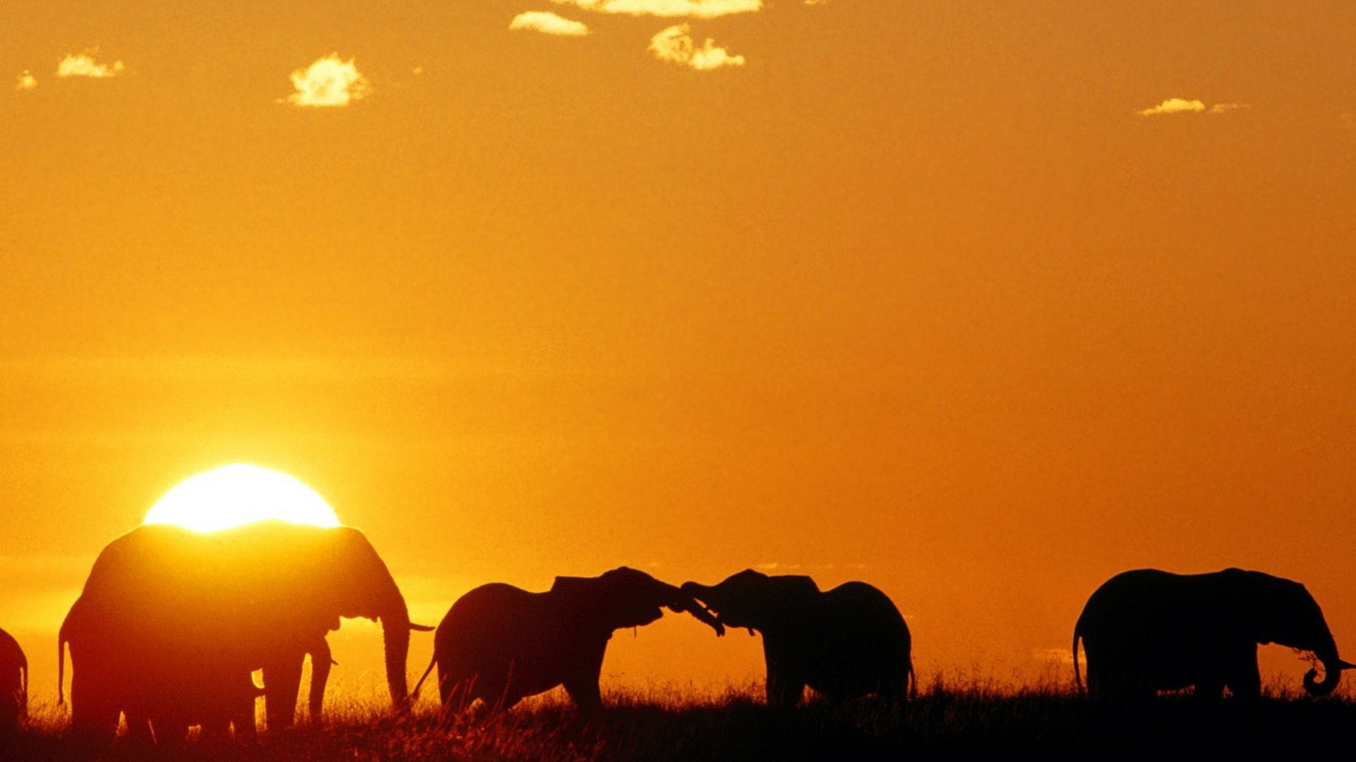 sunset, animals, silhouettes, mara, elephants, Africa, Kenya - desktop wallpaper