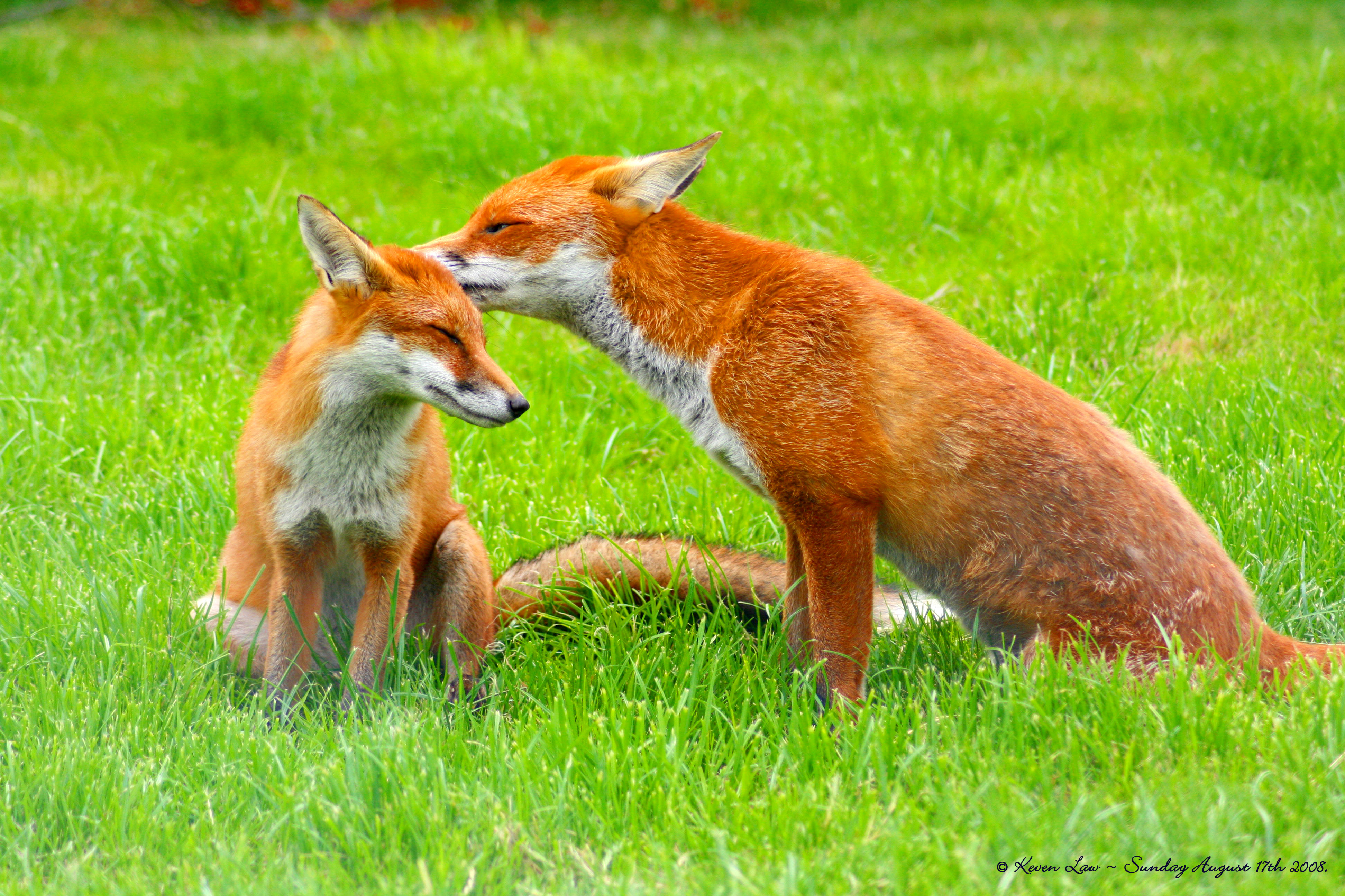 animals, grass, foxes - desktop wallpaper