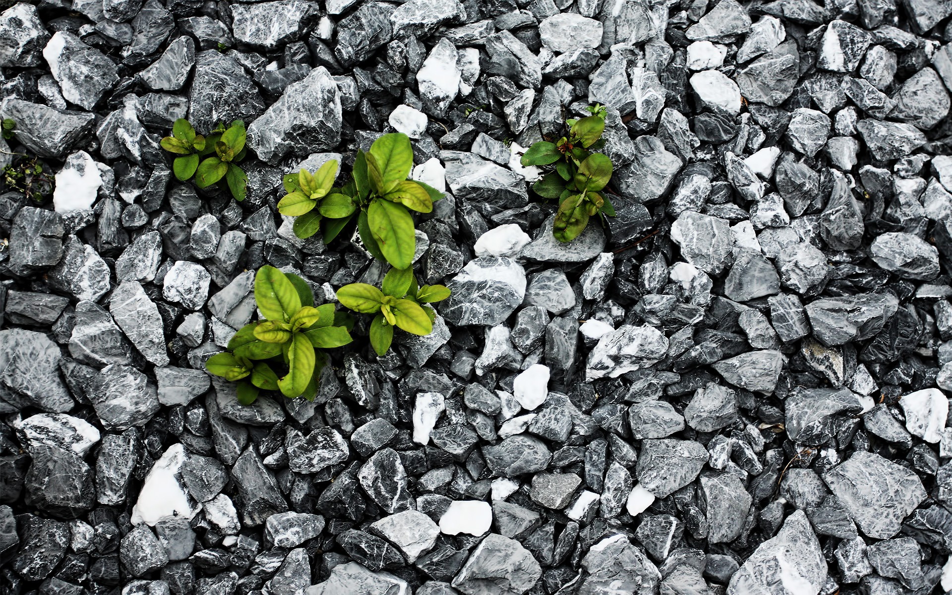 rocks, plants, selective coloring - desktop wallpaper
