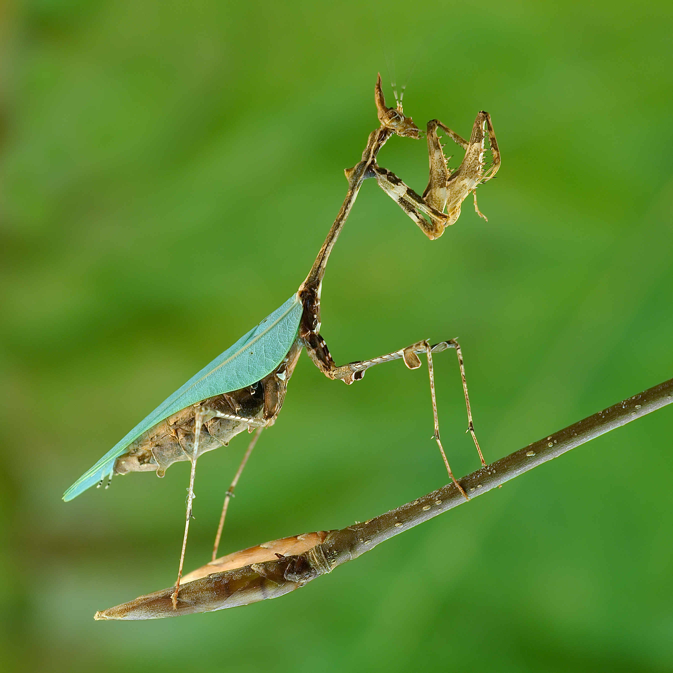 insects, mantis - desktop wallpaper