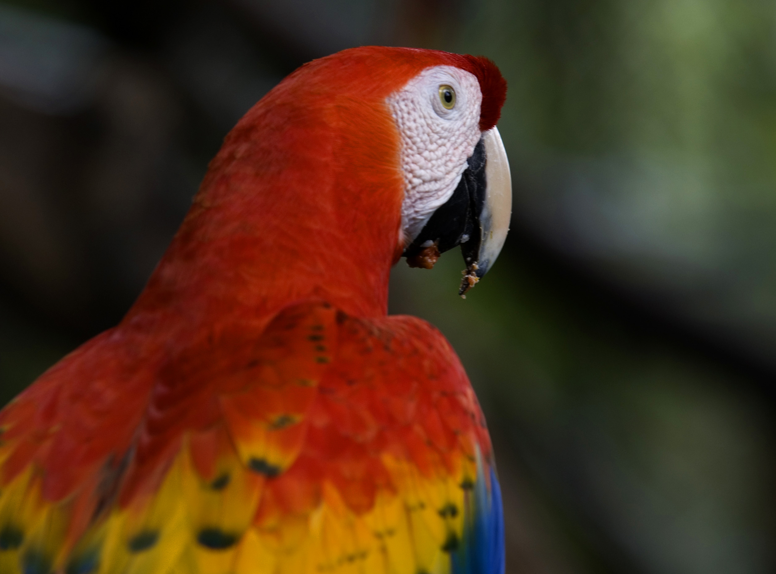 birds, parrots, Scarlet Macaws, Macaw - desktop wallpaper