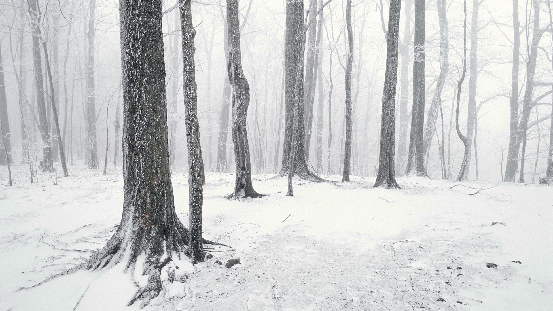 snow, trees, forests, Tennessee - desktop wallpaper