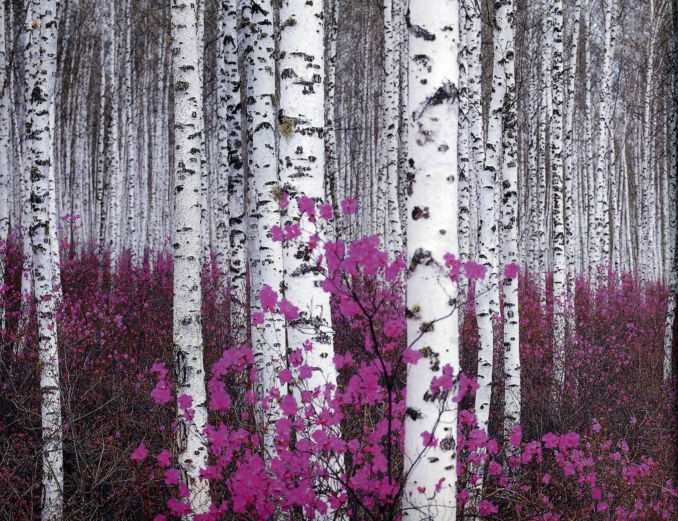 flowers, forests, plants, birch - desktop wallpaper