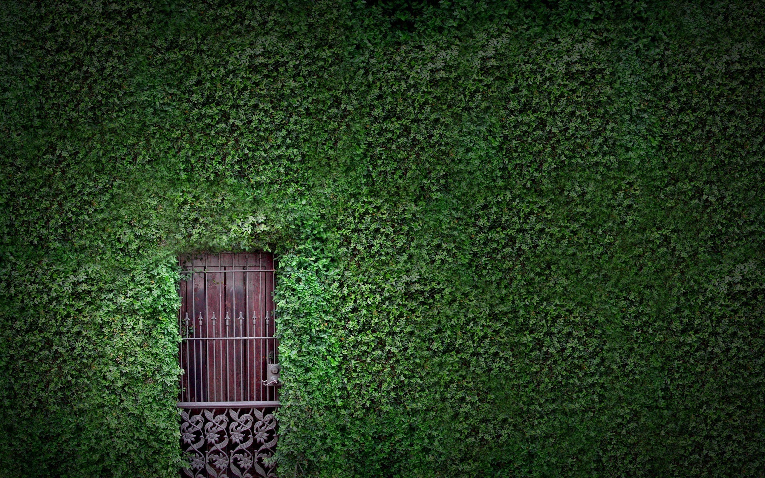 nature, houses, hedges, gates, doors, vines - desktop wallpaper