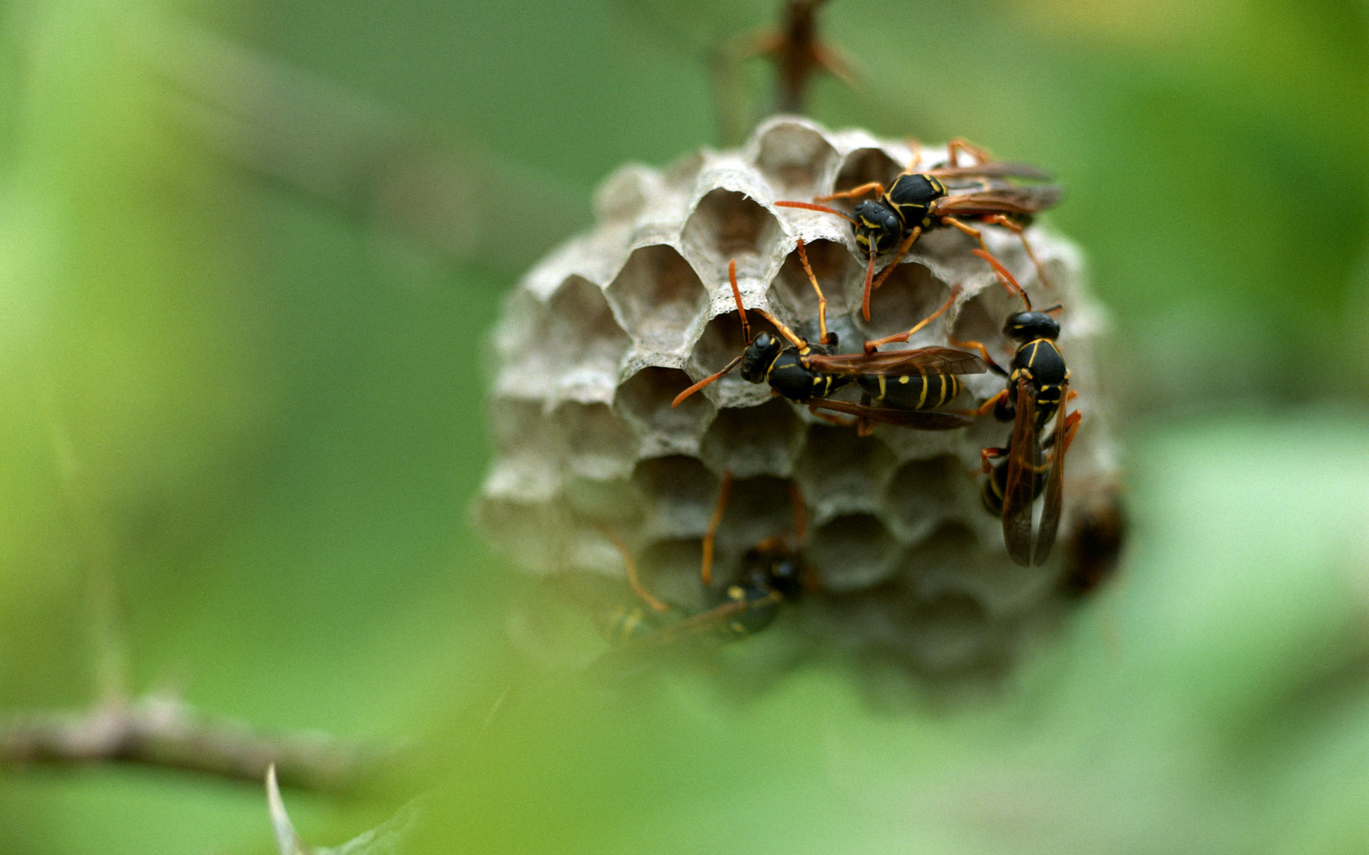 nature, animals, insects, wasp - desktop wallpaper