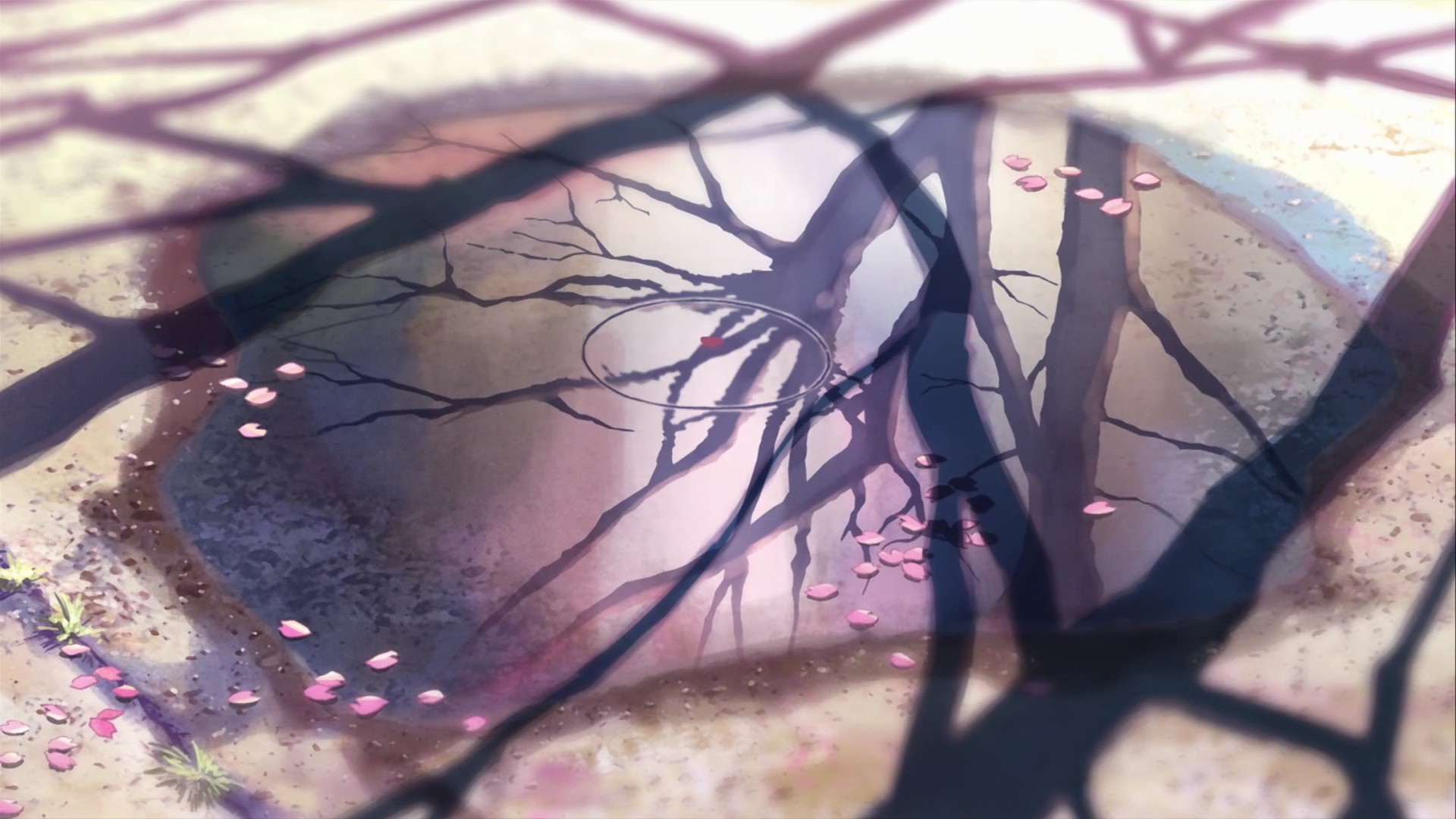 cherry blossoms, Makoto Shinkai, 5 Centimeters Per Second, anime, reflections, branches, puddles - desktop wallpaper