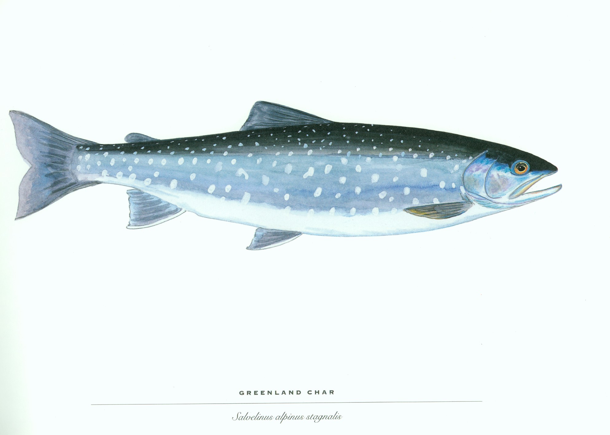 fish, white background, trout - desktop wallpaper