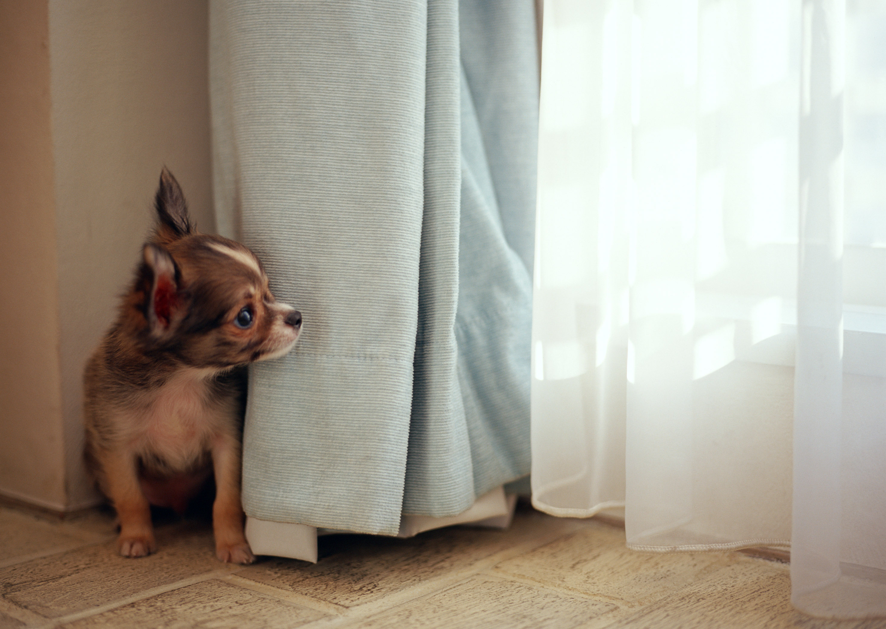 animals, dogs - desktop wallpaper
