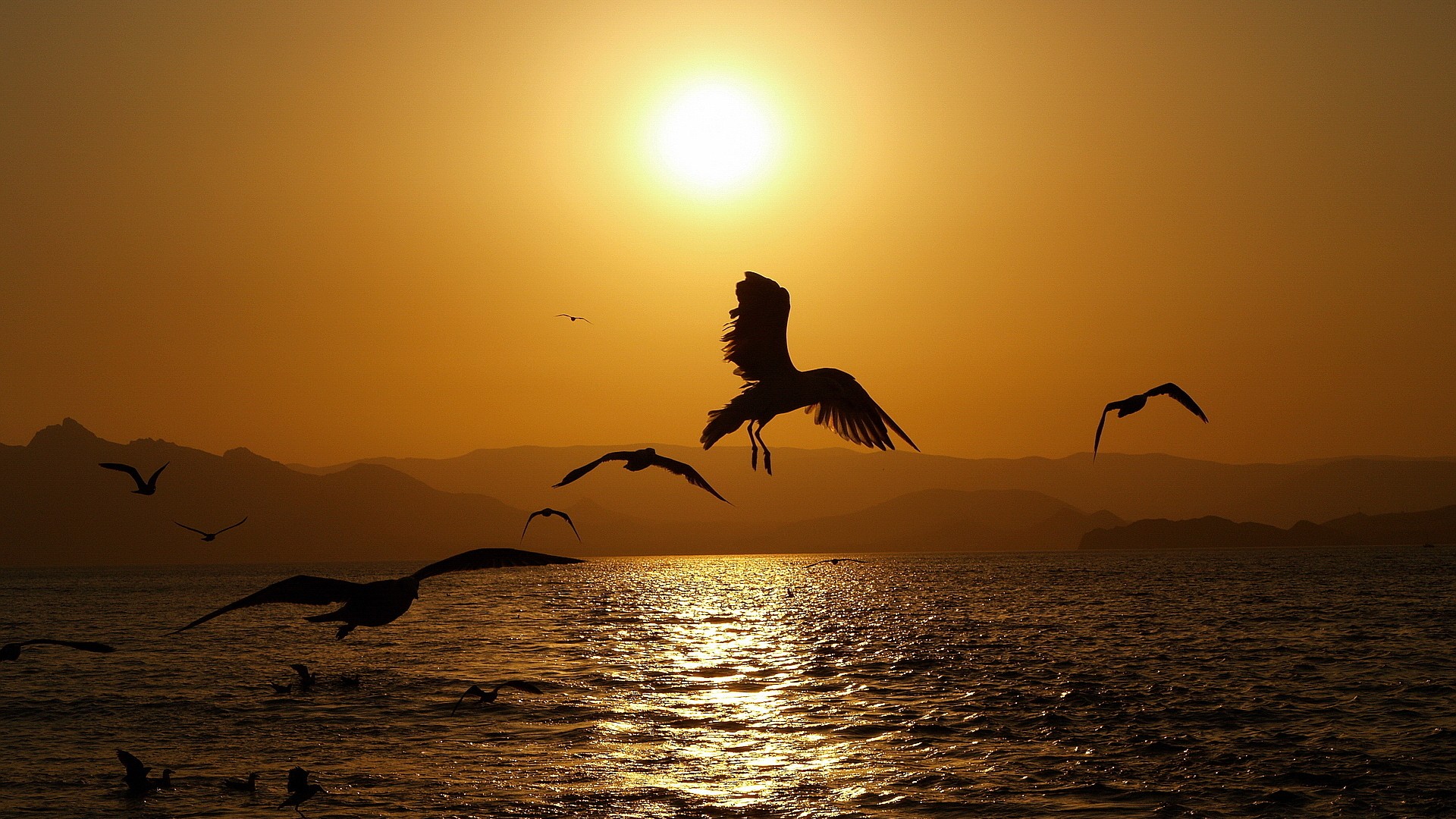 sunset, birds, sea - desktop wallpaper