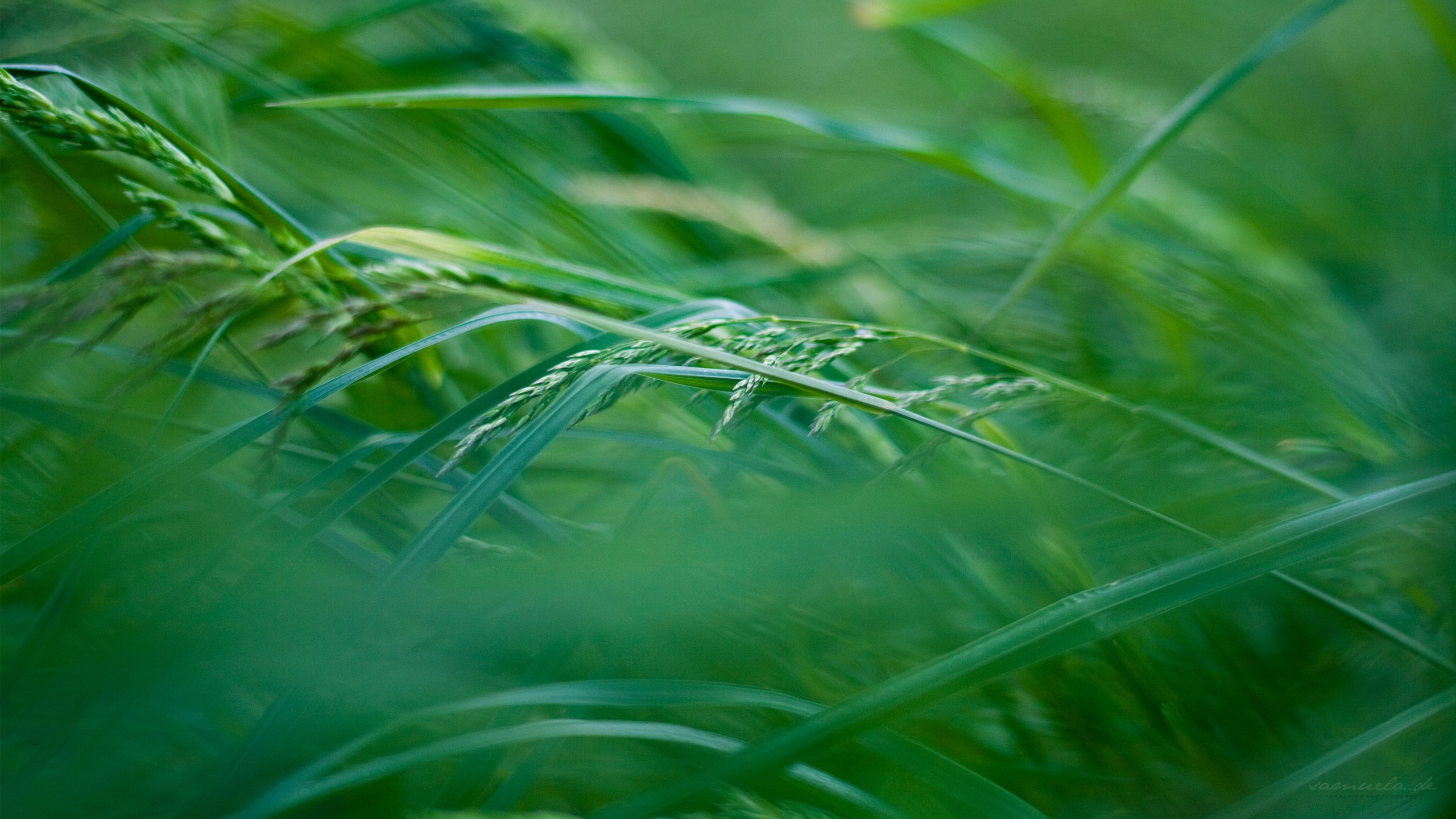 green, close-up, grass, out of focus - desktop wallpaper