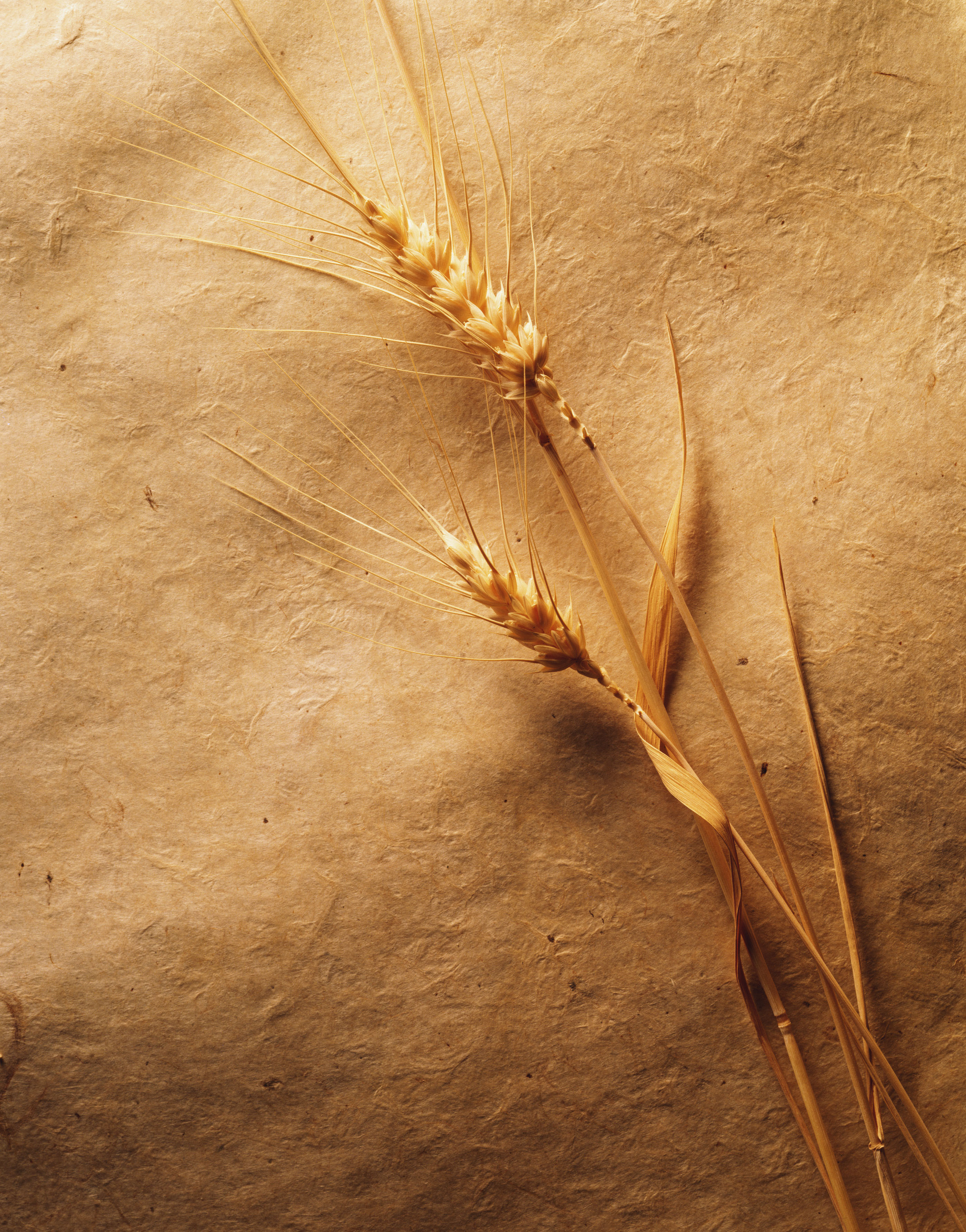 wheat - desktop wallpaper
