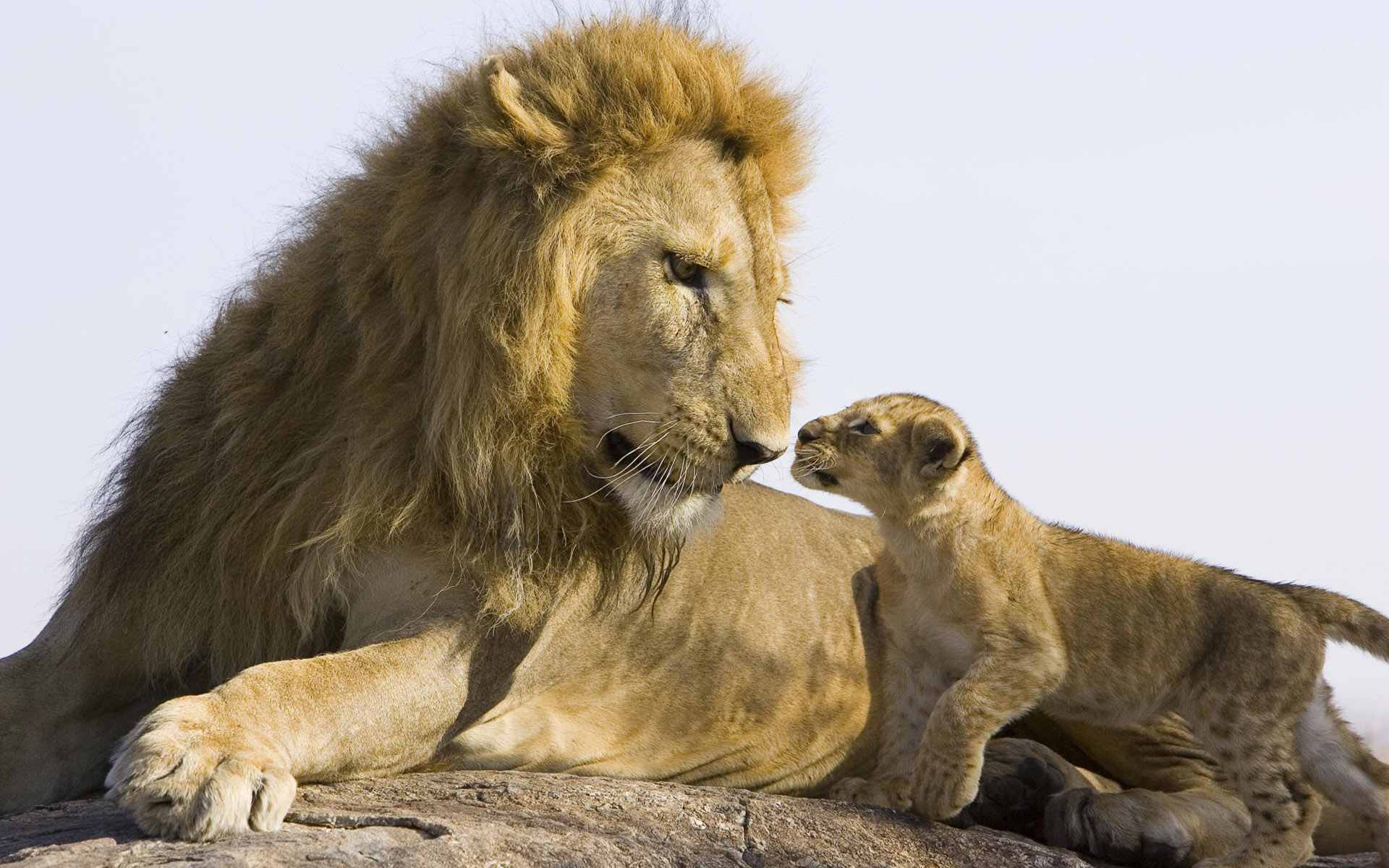 animals, cubs, lions, baby animals - desktop wallpaper