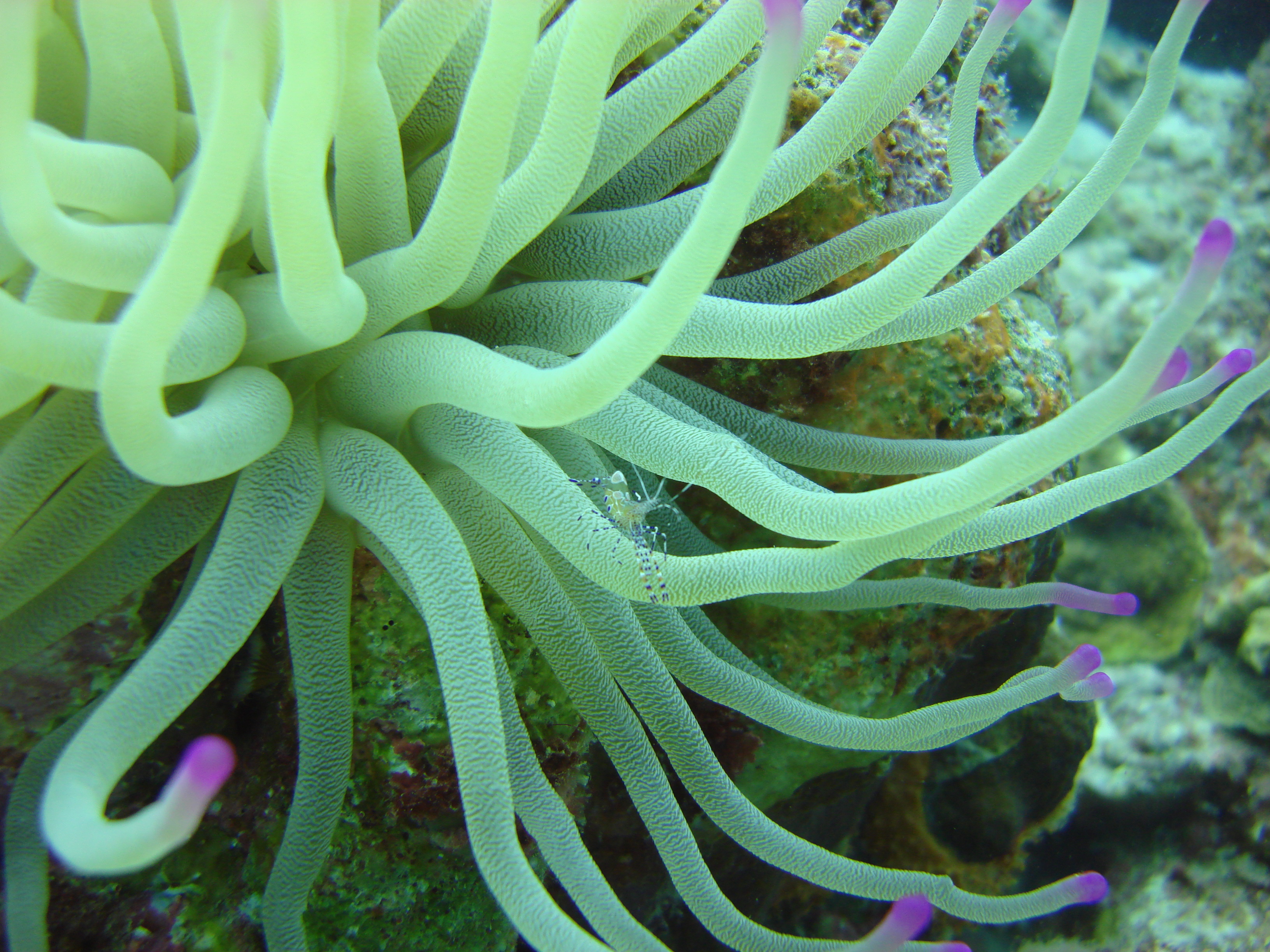 sea anemones, underwater, sealife - desktop wallpaper