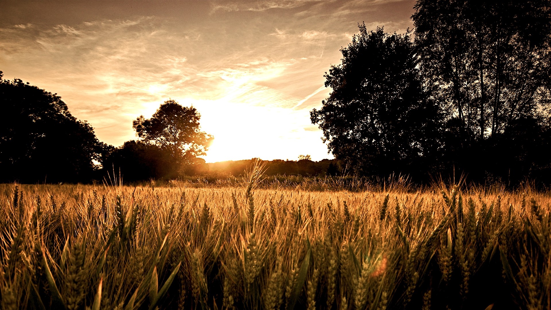 sunset, landscapes, nature, wheat - desktop wallpaper