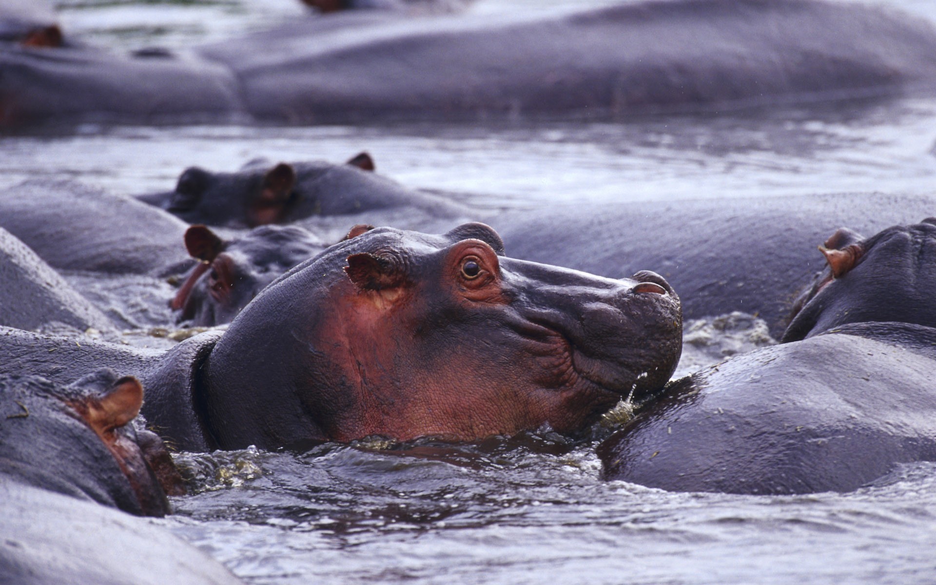 wildlife, hippopotamus, Africa, Wild Africa - desktop wallpaper
