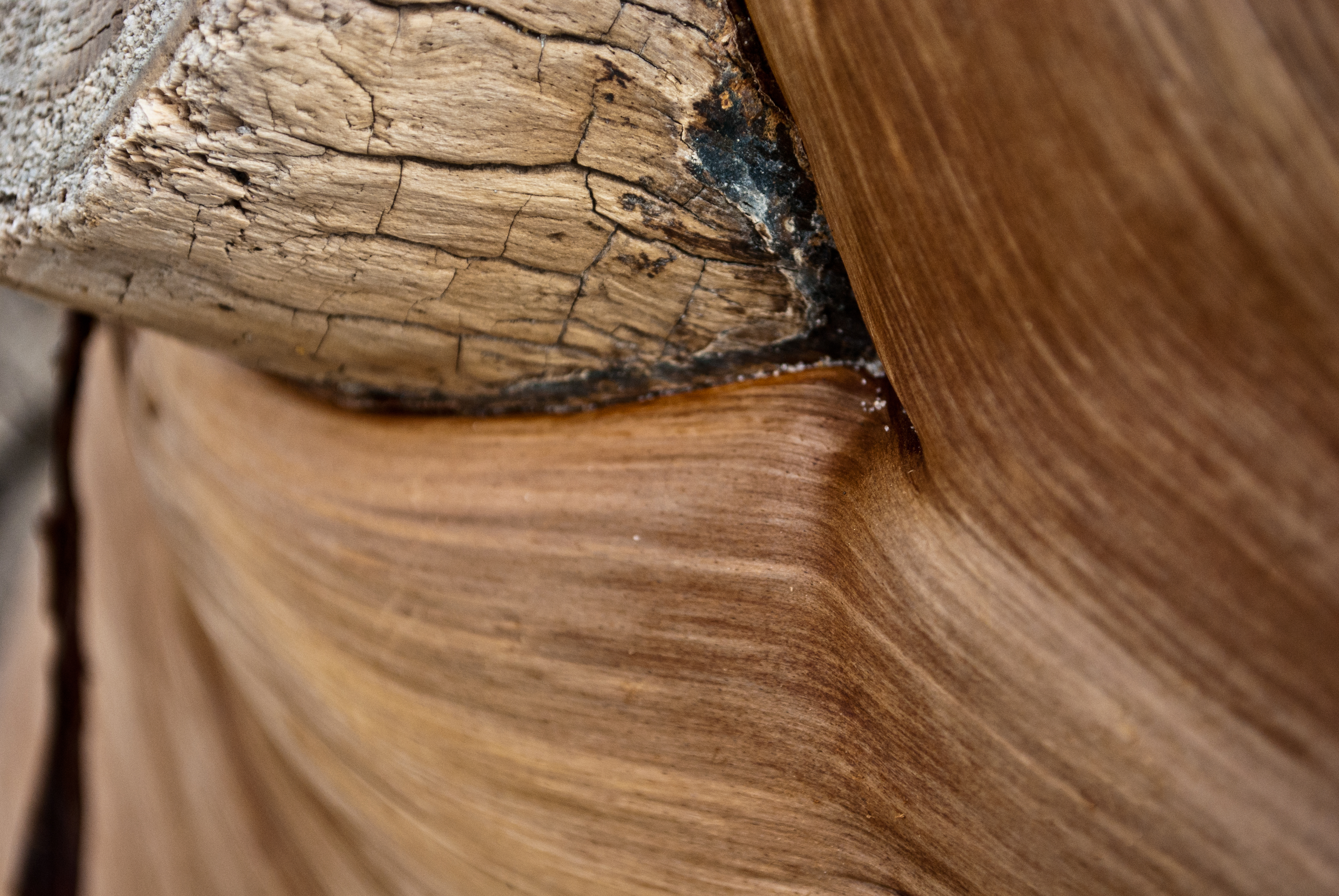 nature, wood - desktop wallpaper