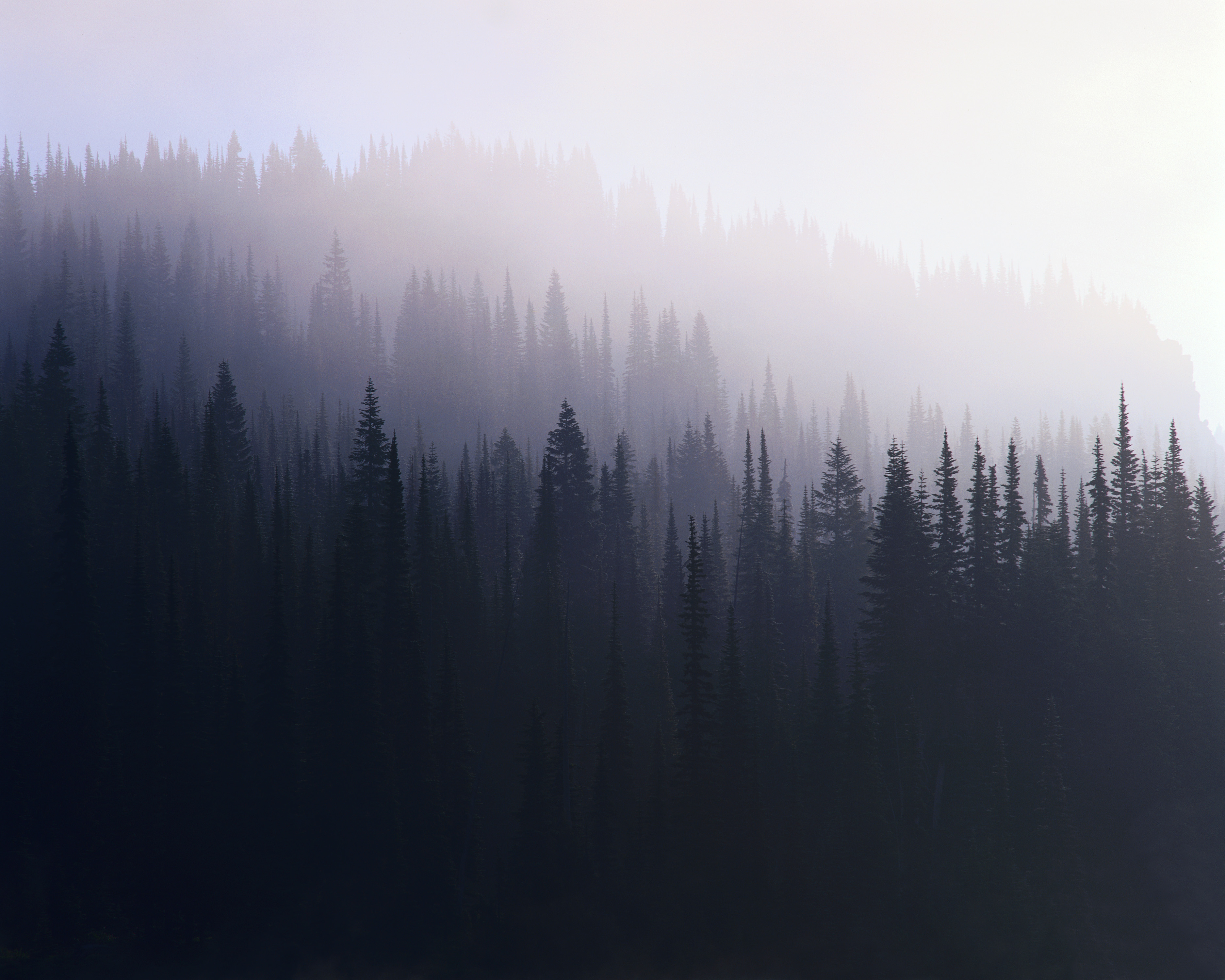 forests - desktop wallpaper