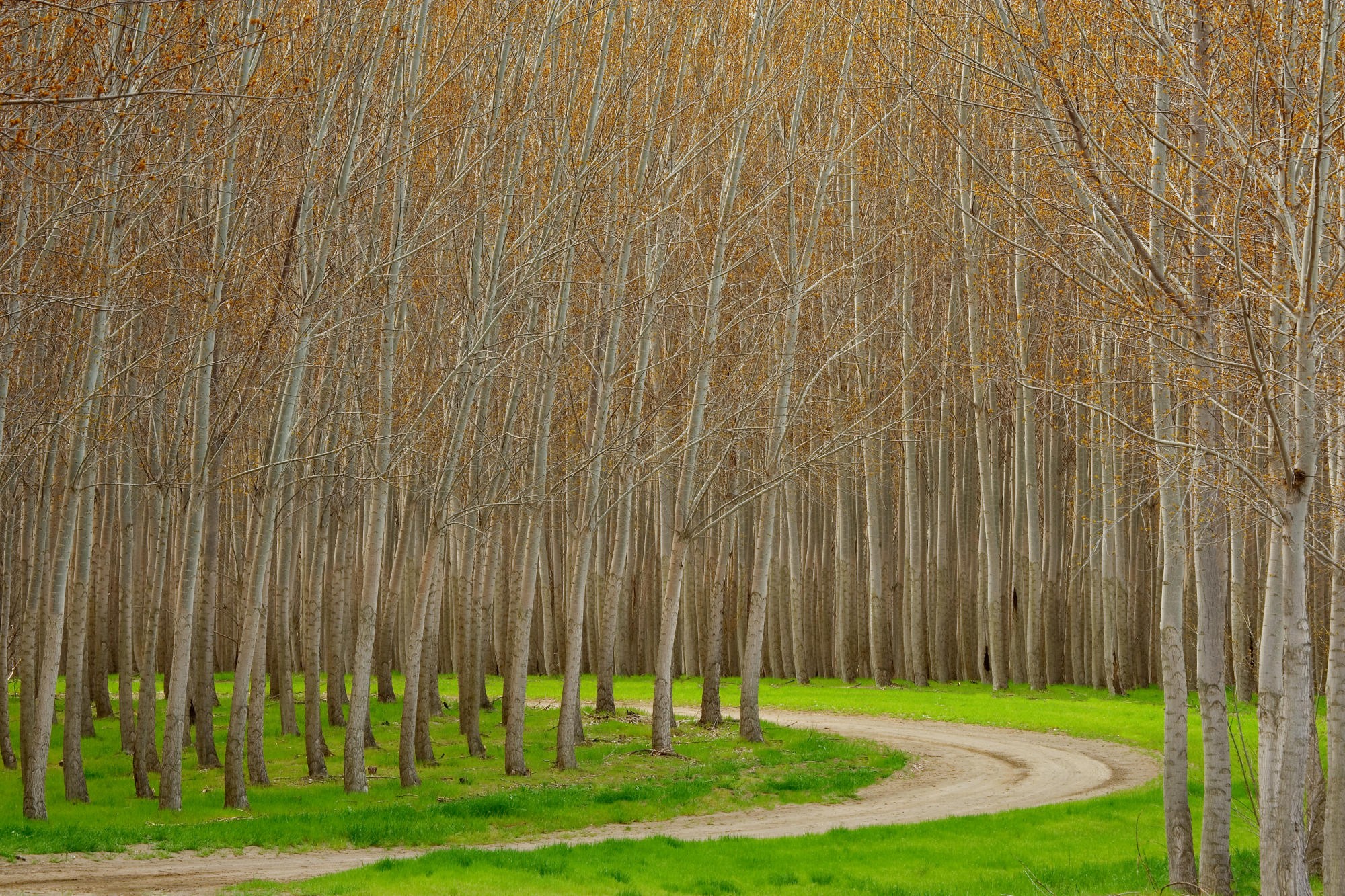 trees, Don, Hybrid, Oregon - desktop wallpaper
