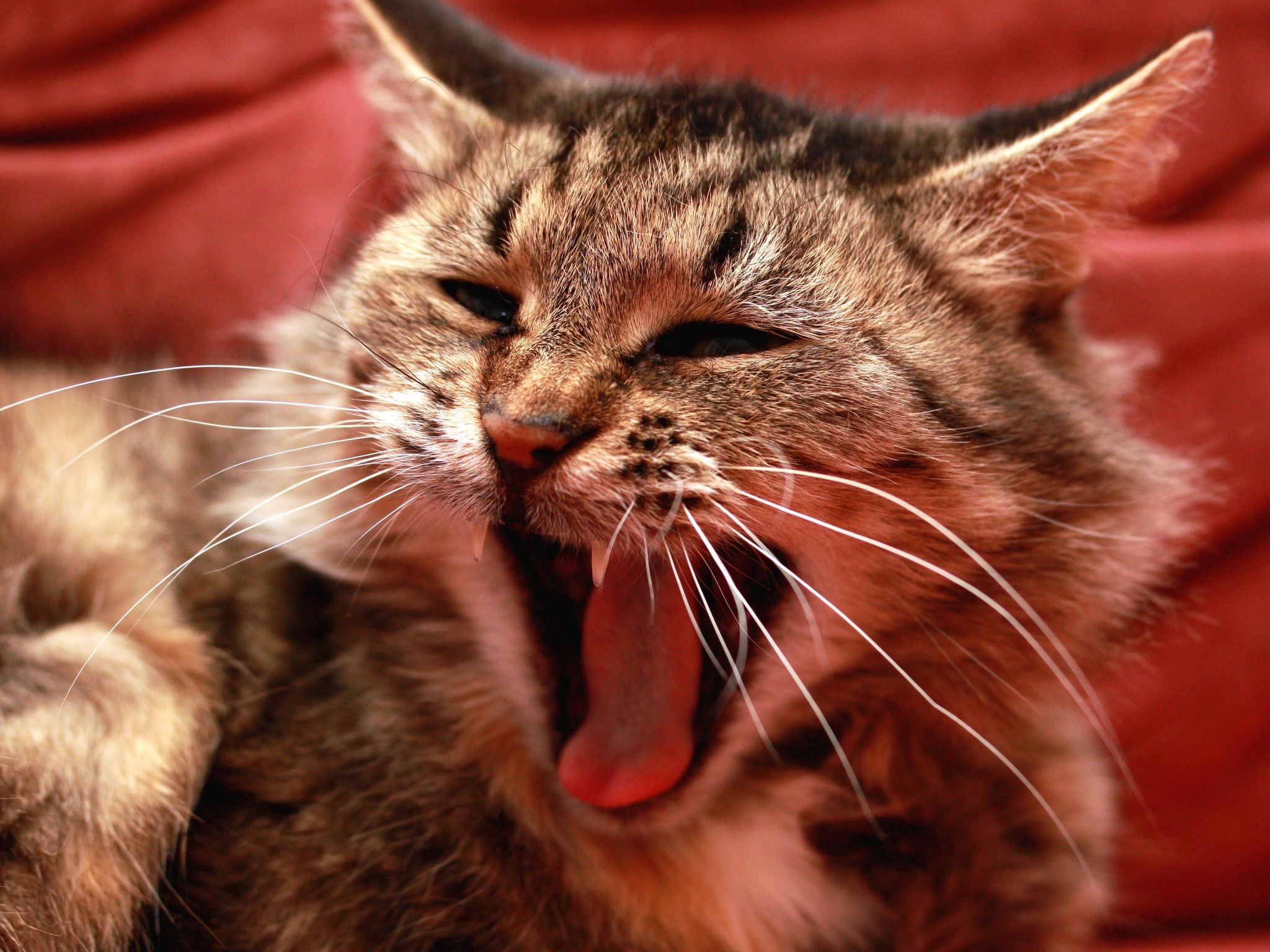 red, cats, animals, tongue, yawns - desktop wallpaper