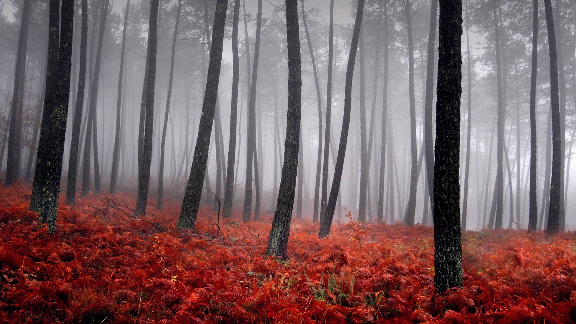 trees, fog - desktop wallpaper