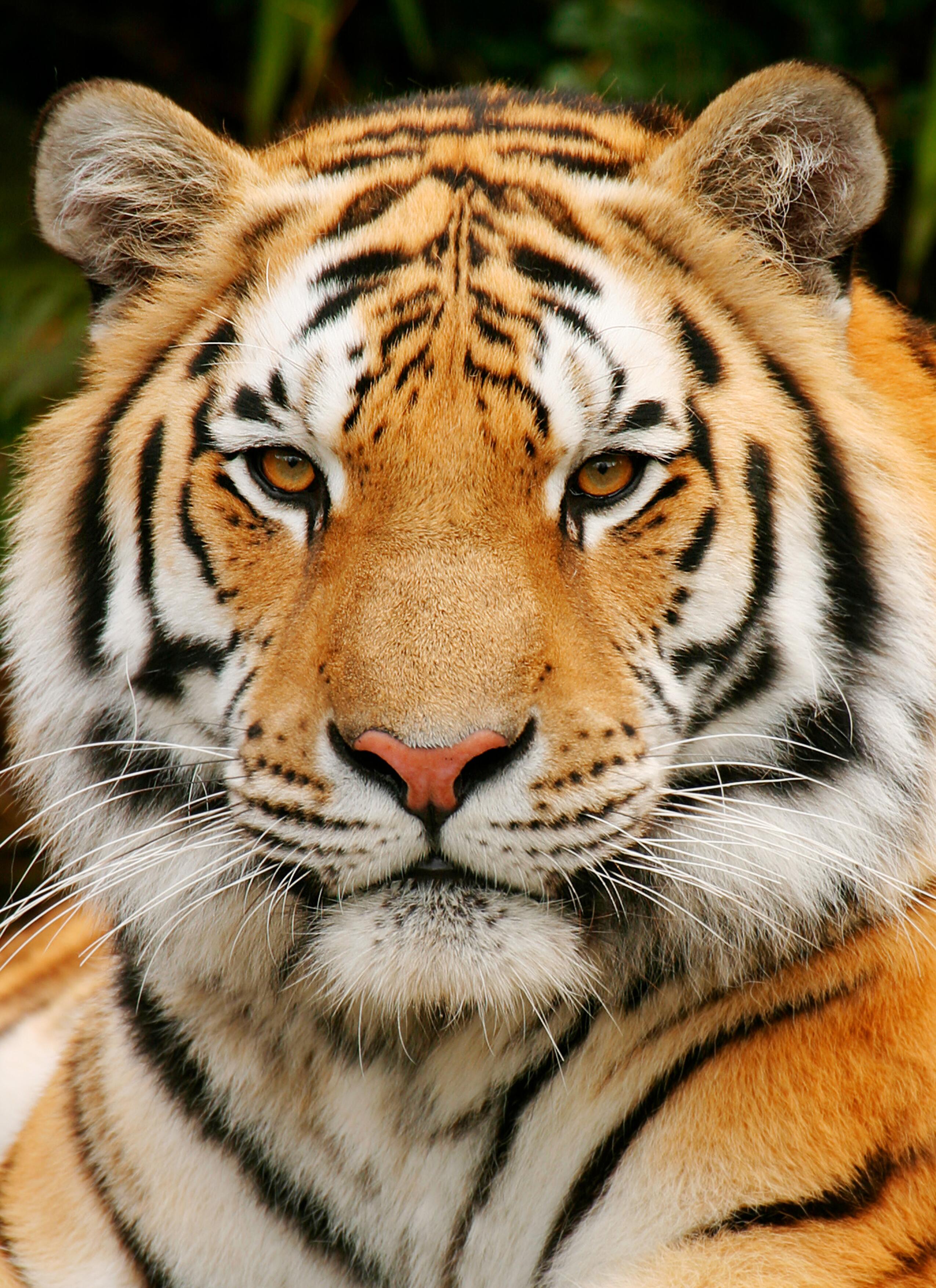 tigers, portraits - desktop wallpaper