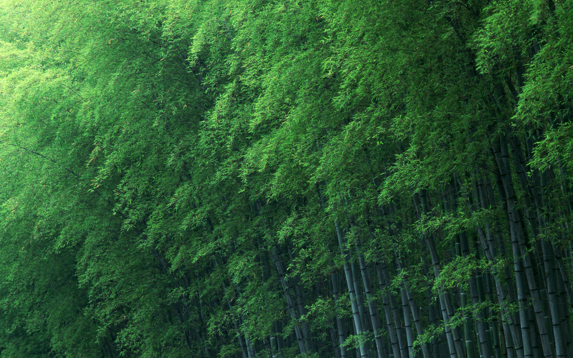 bamboo - desktop wallpaper